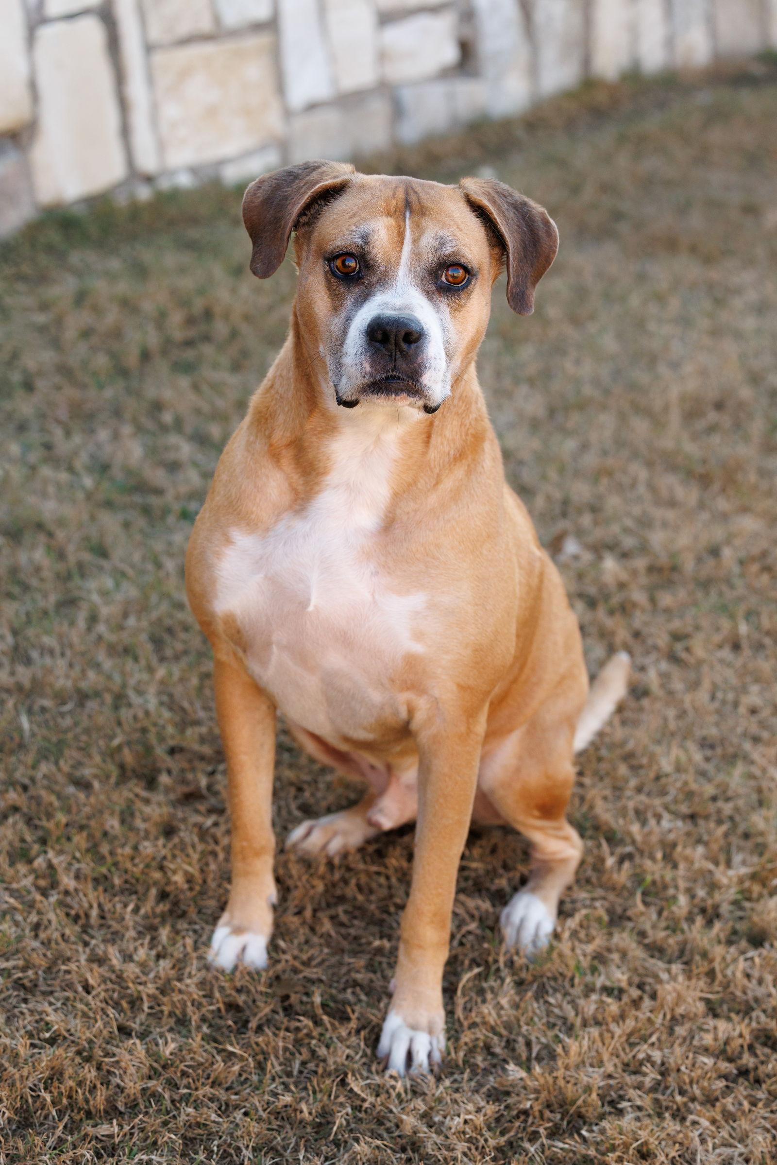 Enlarge Red, a Adoptable Boxer in McKinney, TX image 2/3