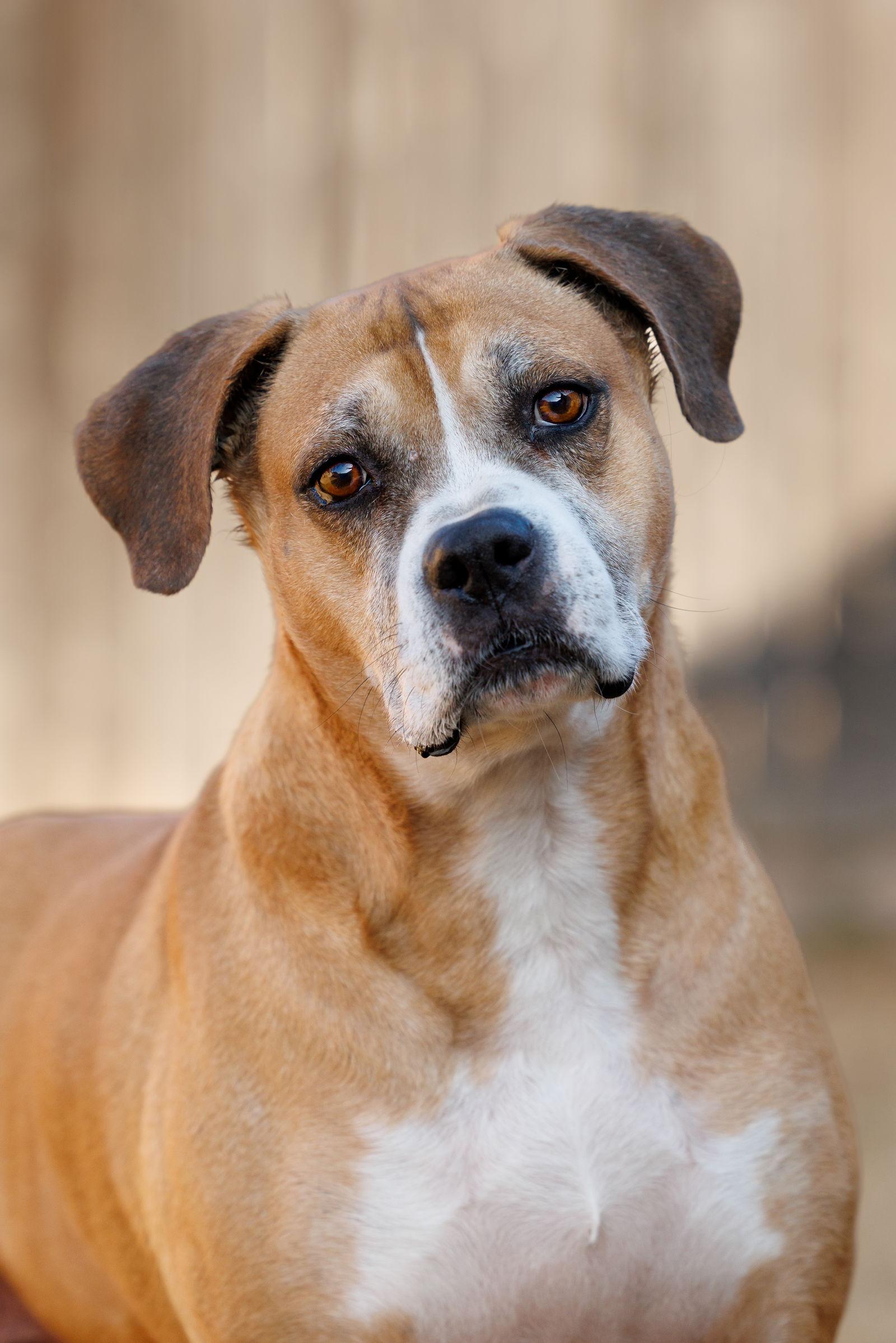 Enlarge Red, a Adoptable Boxer in McKinney, TX image 2/3