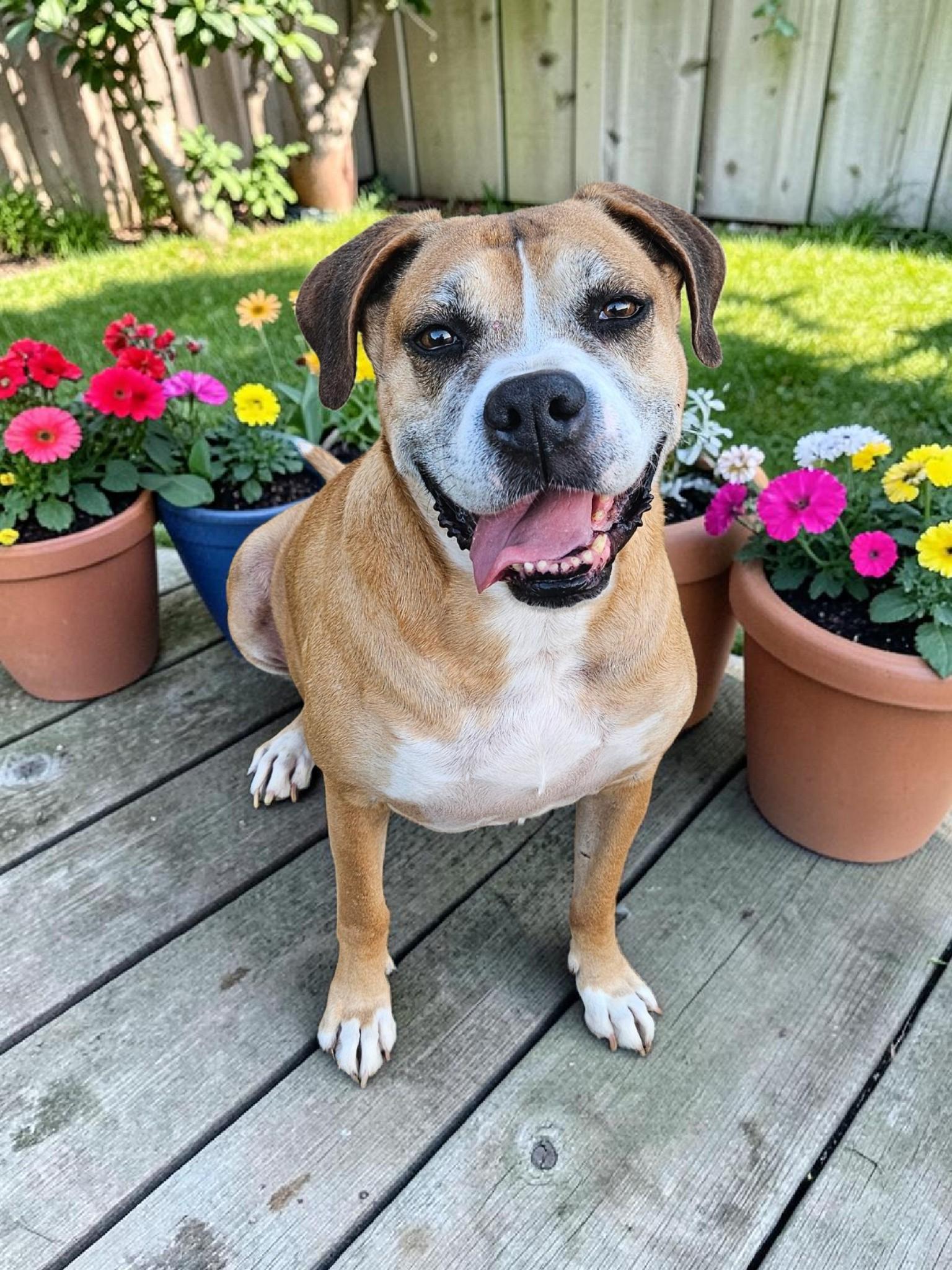 Enlarge Red, a Adoptable Boxer in McKinney, TX image 2/3