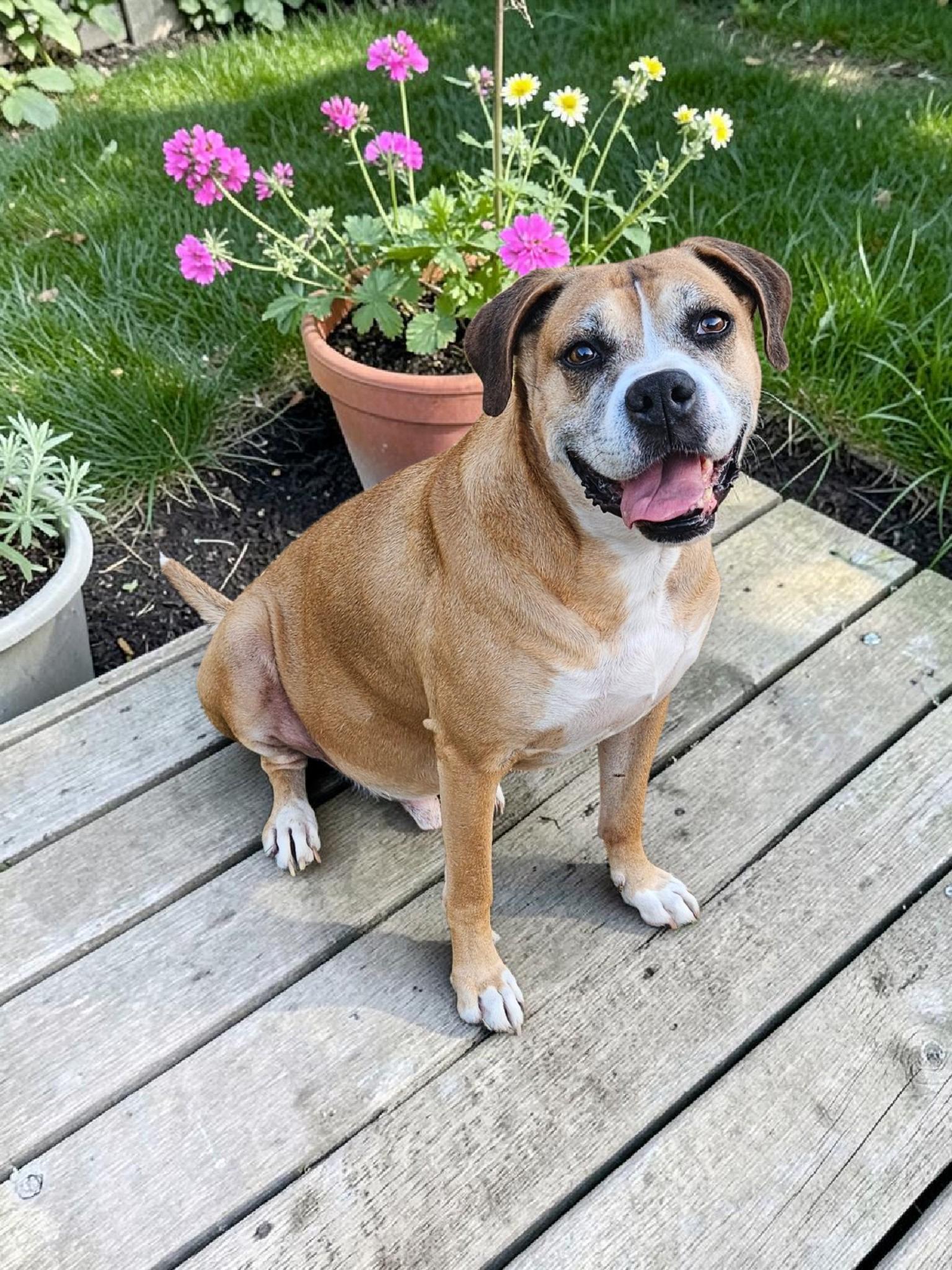 Enlarge Red, a Adoptable Boxer in McKinney, TX image 3/3