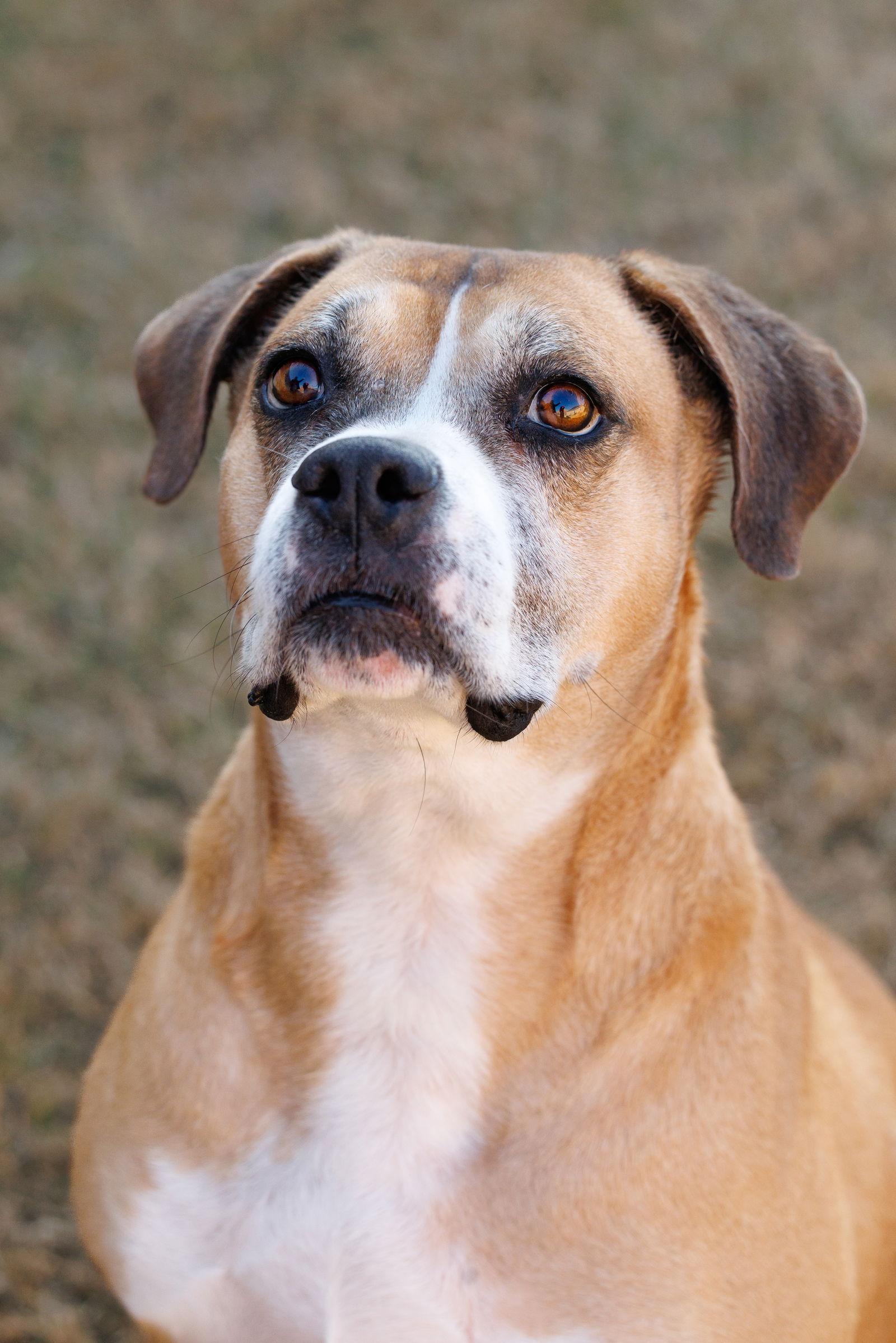 Enlarge Red, a Adoptable Boxer in McKinney, TX image 3/3