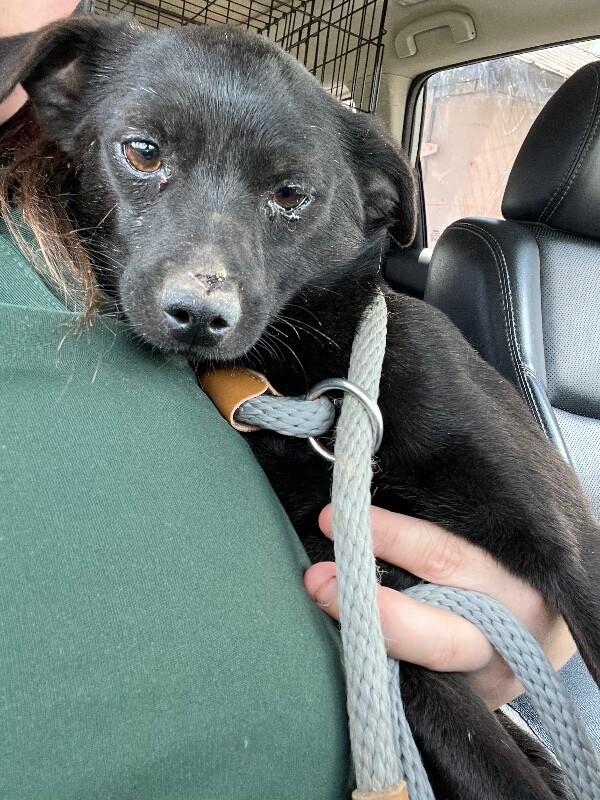 Turbo, Adoptable, Adult Male Chihuahua & Mixed Breed.