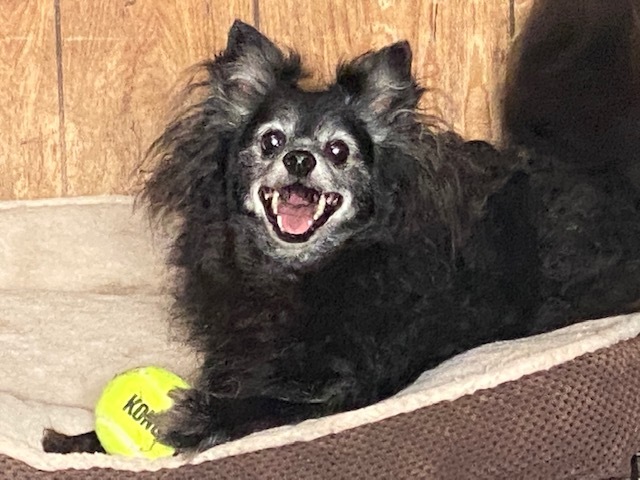 Pommy Boy & Mama Pommy, Senior Male Pomeranian