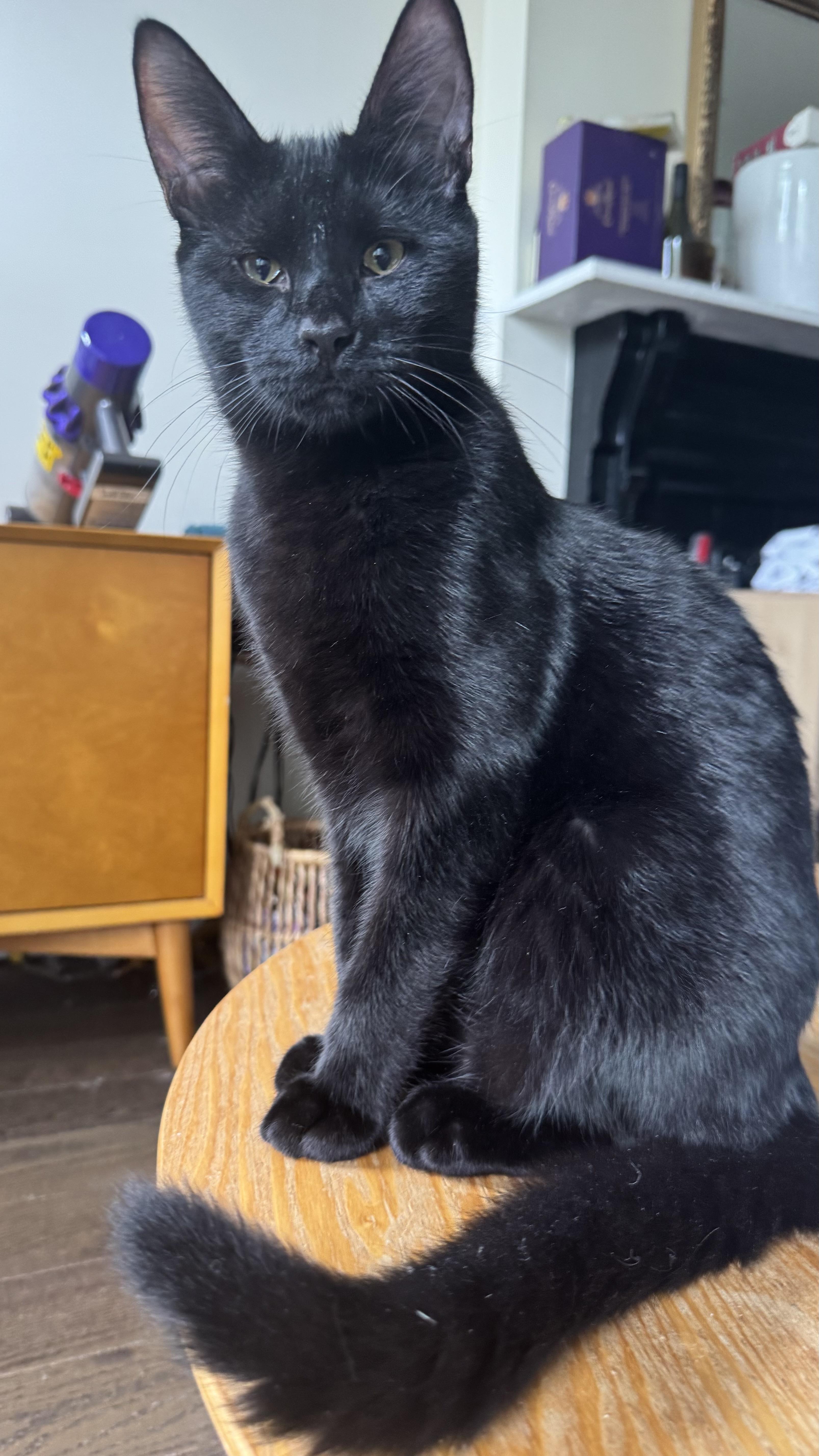 Winston, Adoptable, Kitten Male Domestic Short Hair.