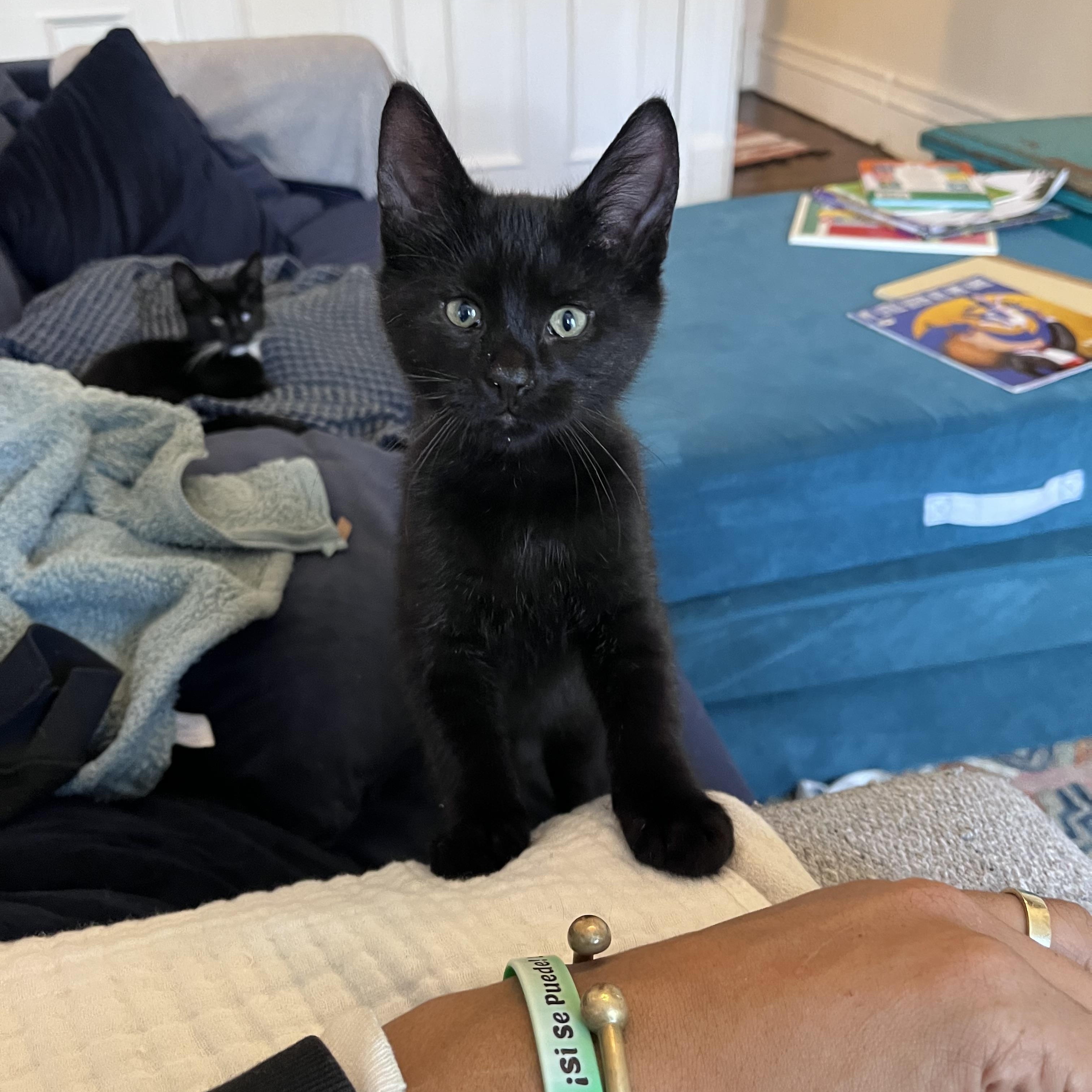 Enlarge Winston, a Adoptable Domestic Short Hair in Brooklyn, NY image 4/4