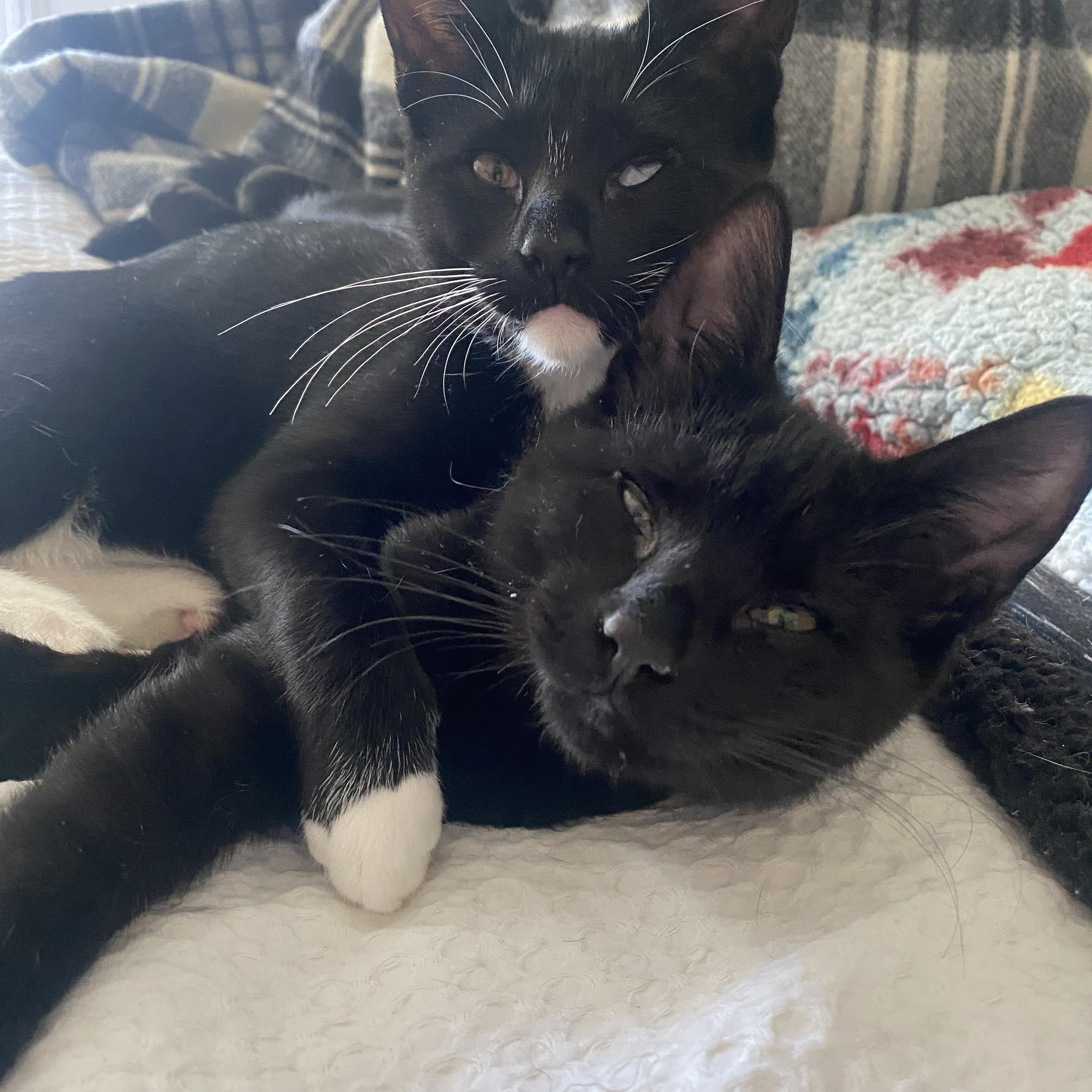 Enlarge Winston, a Adoptable Domestic Short Hair in Brooklyn, NY image 3/4