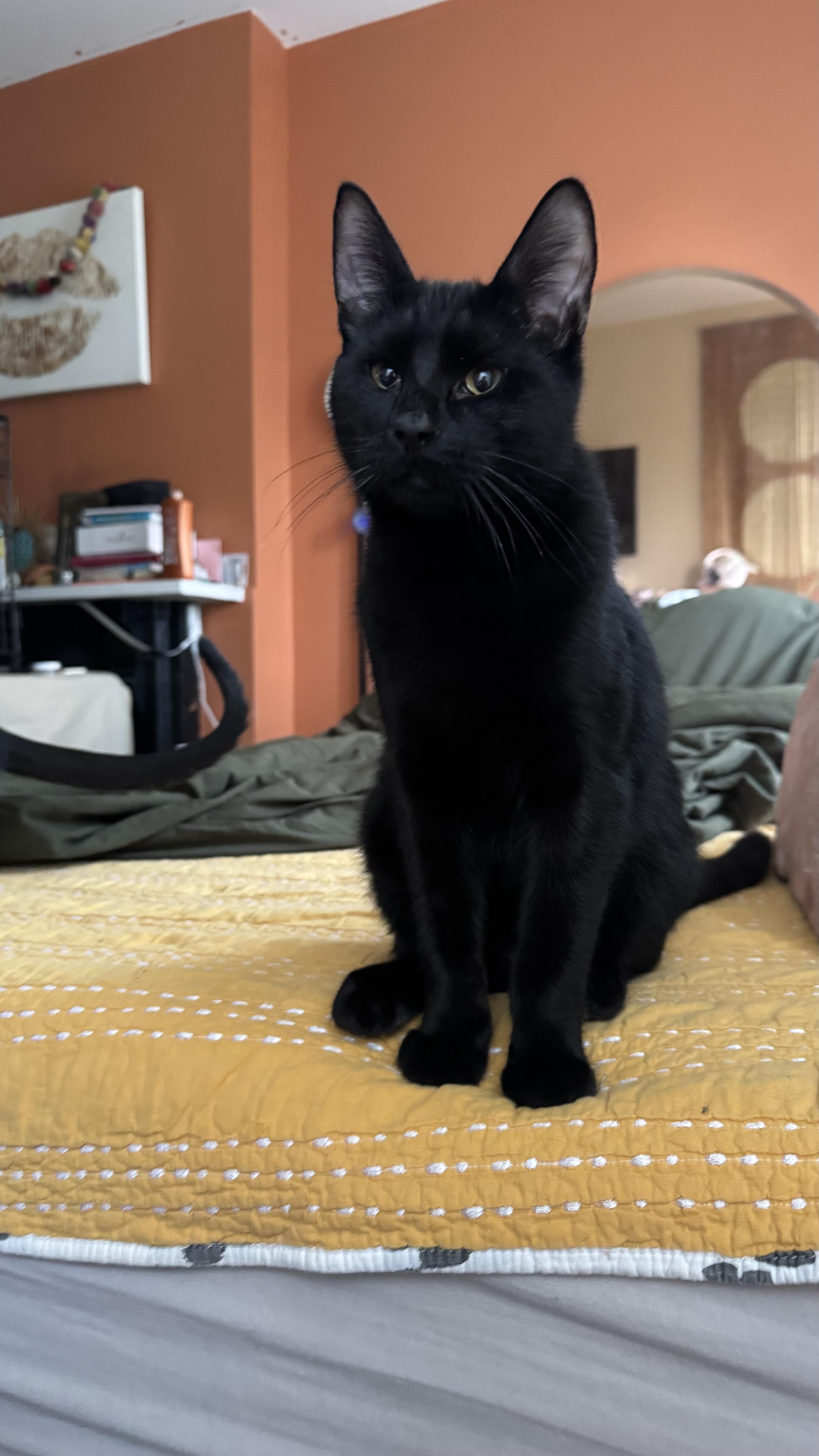 Enlarge Winston, a Adoptable Domestic Short Hair in Brooklyn, NY image 2/4