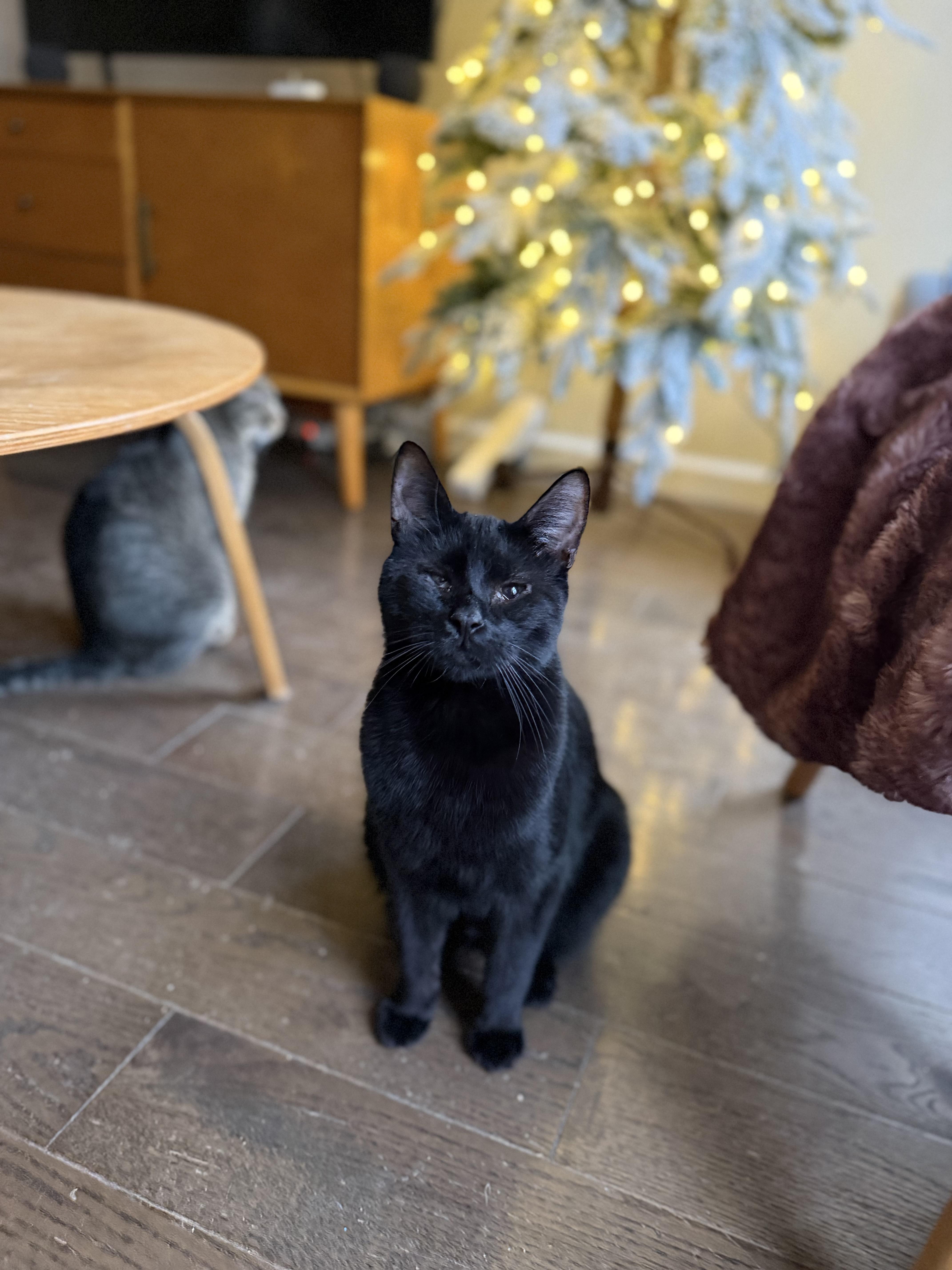 Enlarge Winston, a Adoptable Domestic Short Hair in Brooklyn, NY image 4/4