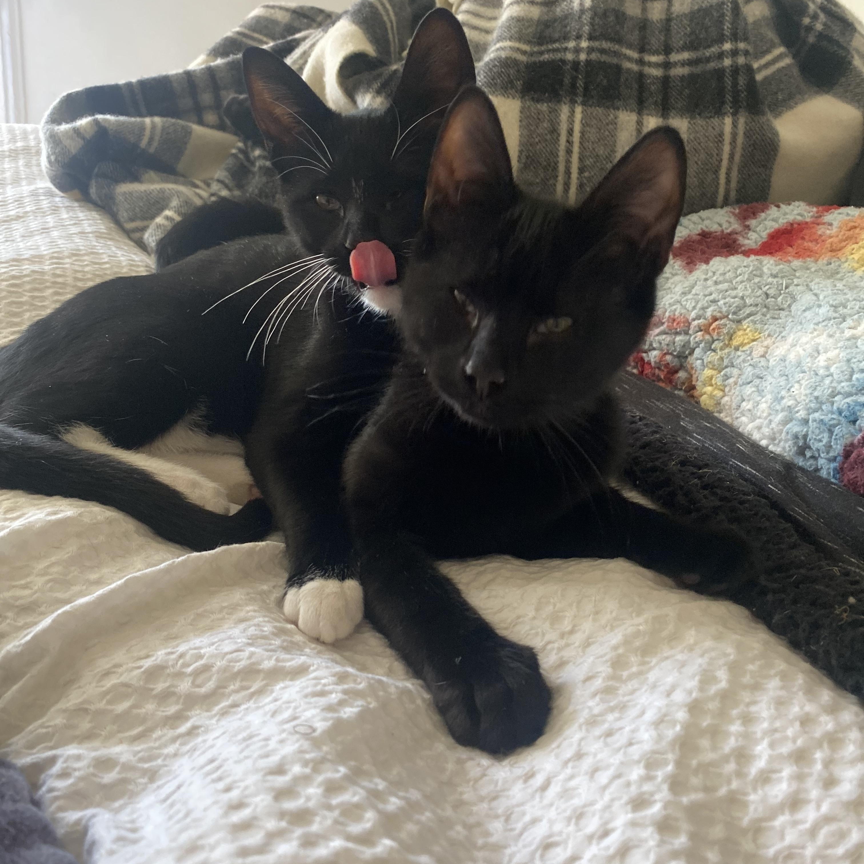 Wink and Winston, Baby Male Domestic Short Hair