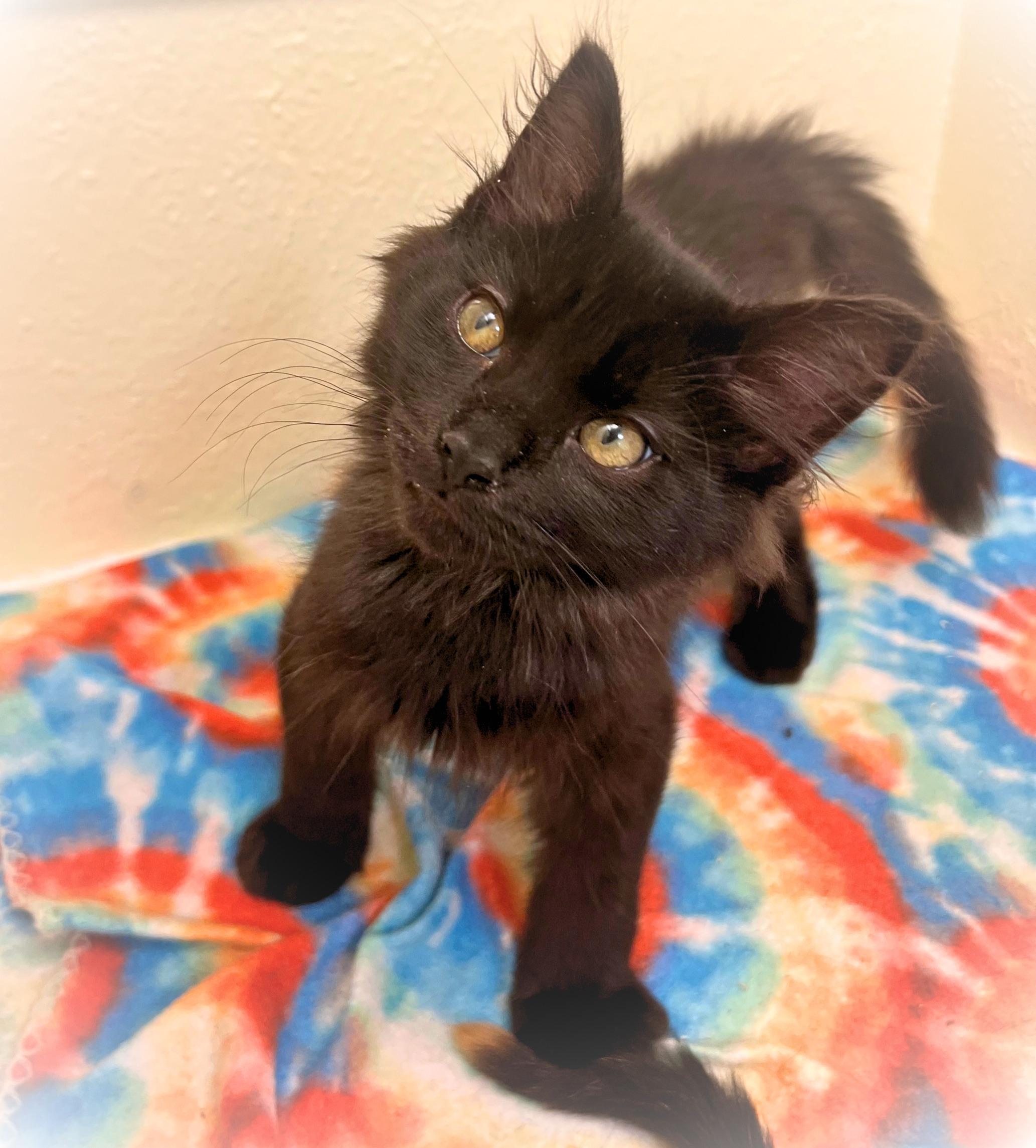 Cosmo, a cozy & cosmic adventure boy (bonded sister Nebula), Adoptable, Kitten Male Norwegian Forest Cat & Domestic Long Hair.