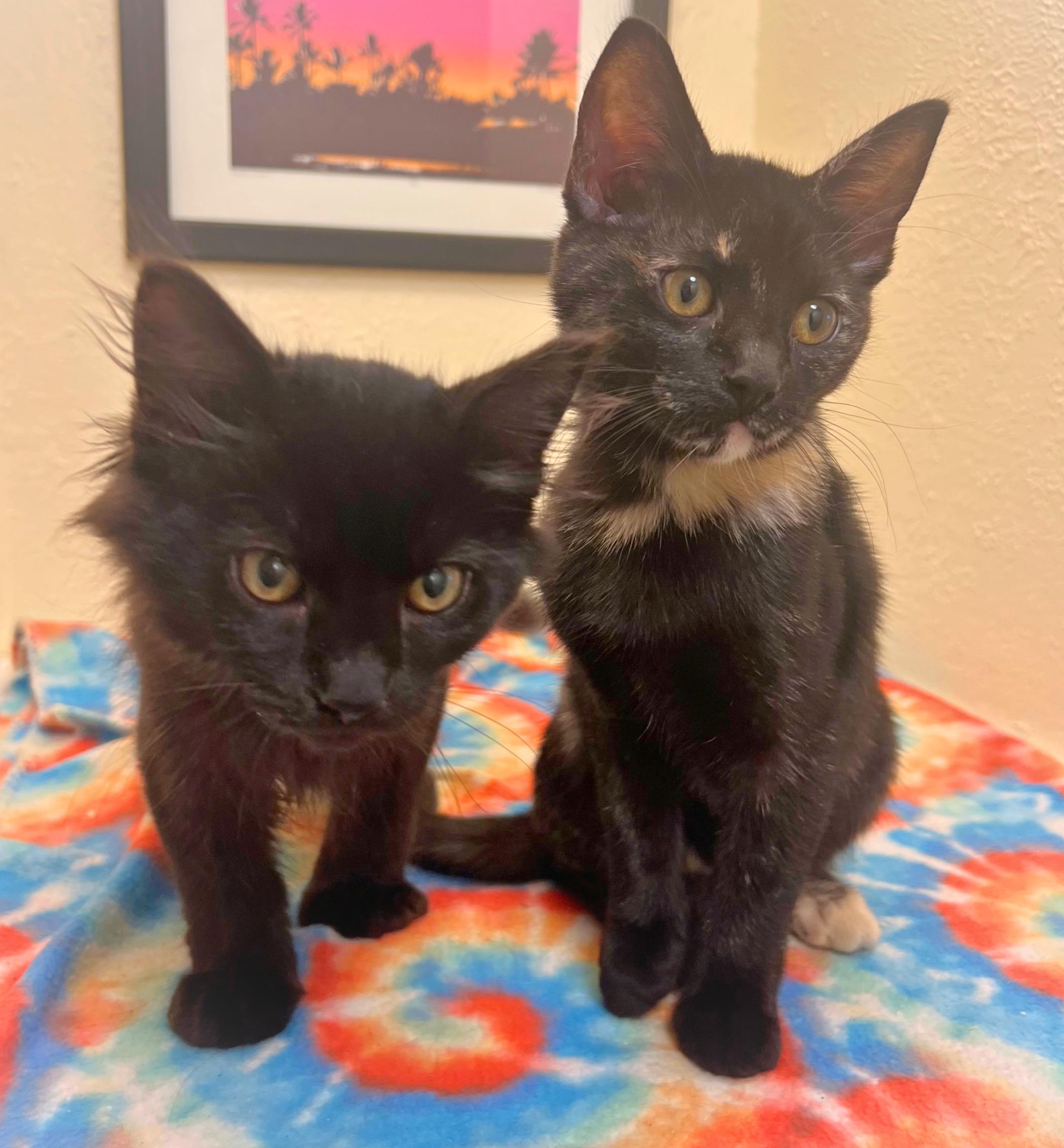 Enlarge Cosmo, a cozy & cosmic adventure boy (bonded sister Nebula), a Adoptable mixed breed in The Dalles, OR image 3/3