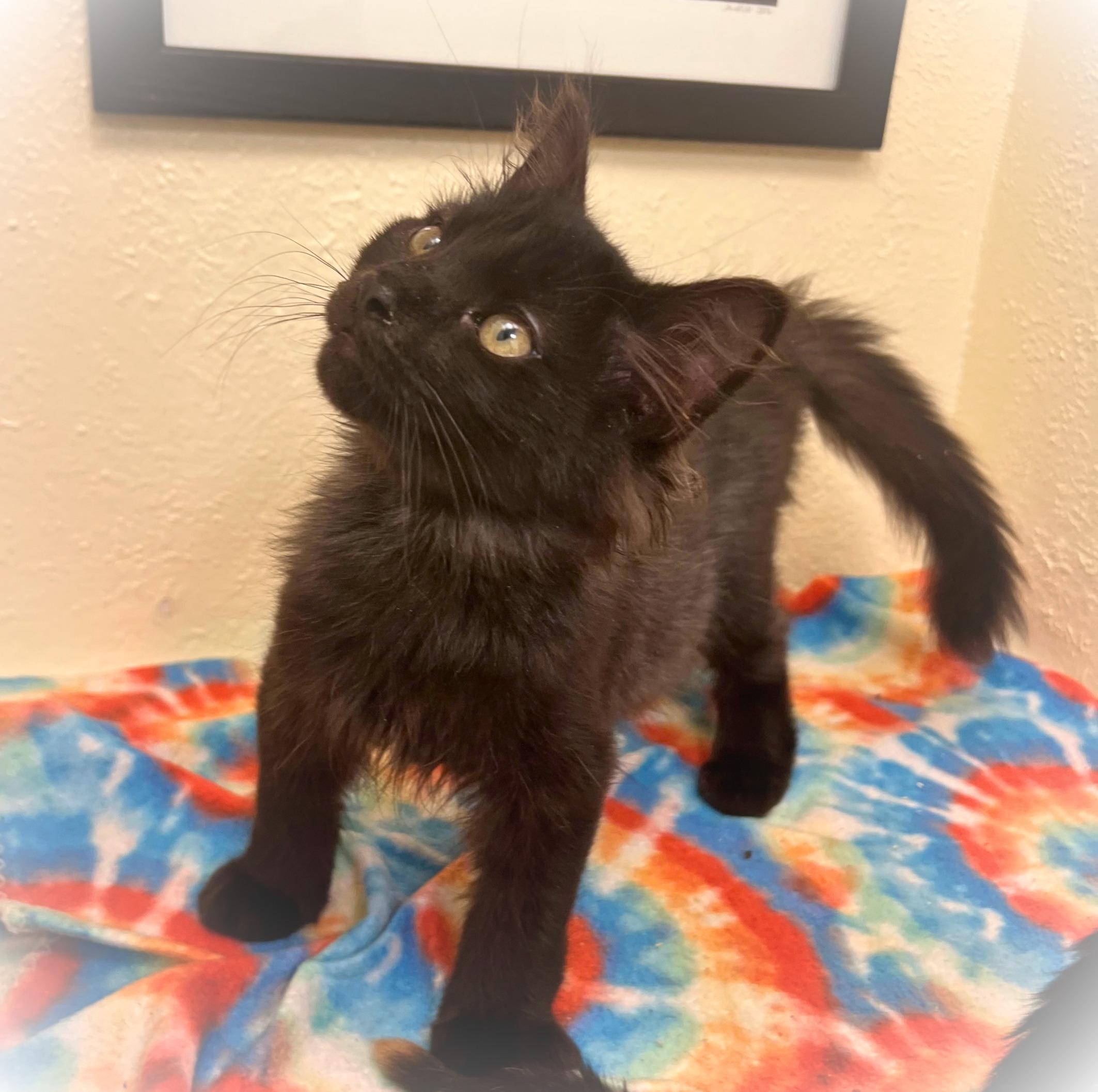 Enlarge Cosmo, a cozy & cosmic adventure boy (bonded sister Nebula), a Adoptable mixed breed in The Dalles, OR image 2/3