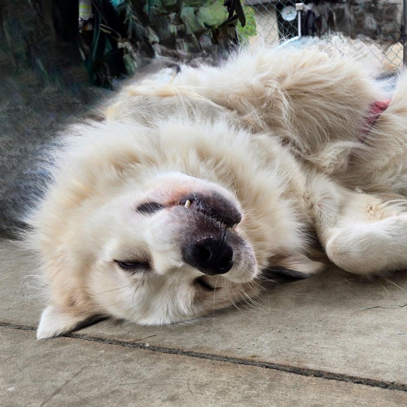 Enlarge Perrin, a Adoptable Great Pyrenees in Atlanta, GA image 4/4