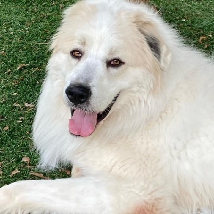 Enlarge Perrin, a Adoptable Great Pyrenees in Atlanta, GA image 2/4