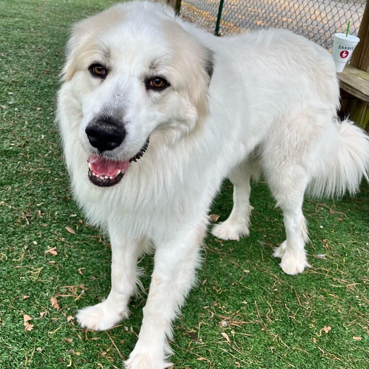 Enlarge Perrin, a Adoptable Great Pyrenees in Atlanta, GA image 3/4