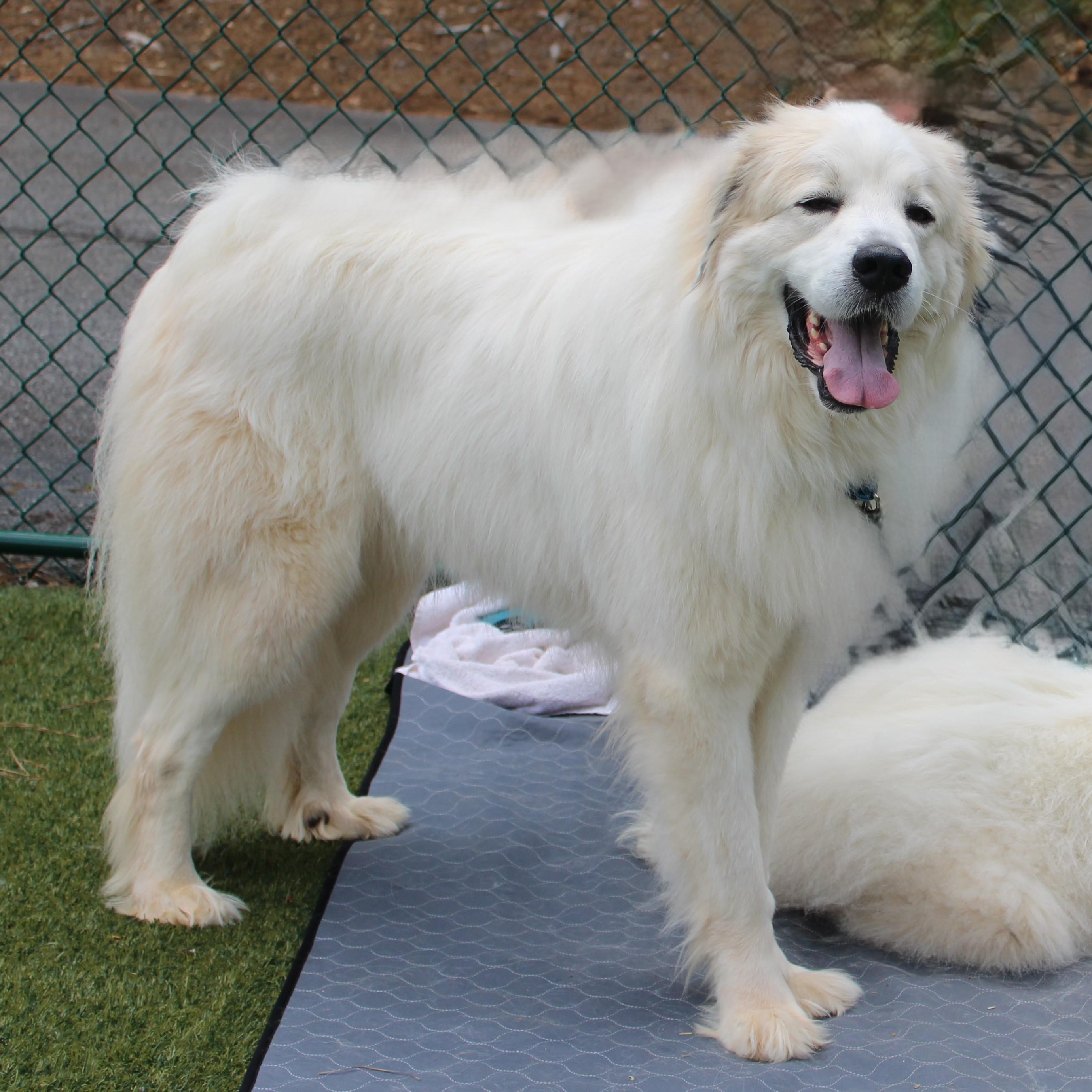 Perrin, Adoptable, Adult Male Great Pyrenees.