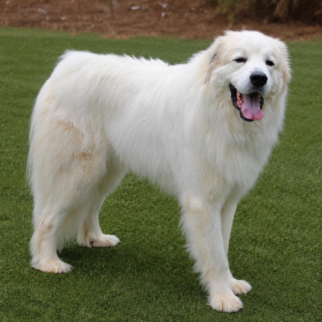 Perrin, Adoptable, Adult Male Great Pyrenees.