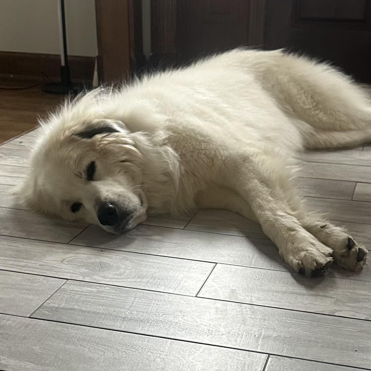 Enlarge Perrin, a Adoptable Great Pyrenees in Atlanta, GA image 4/6