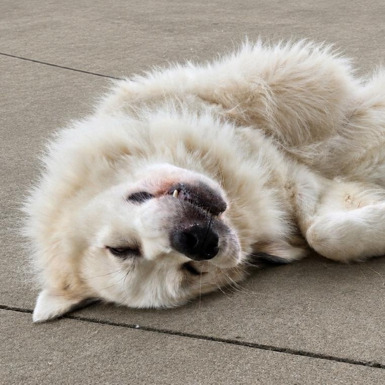 Enlarge Perrin, a Adoptable Great Pyrenees in Atlanta, GA image 3/6