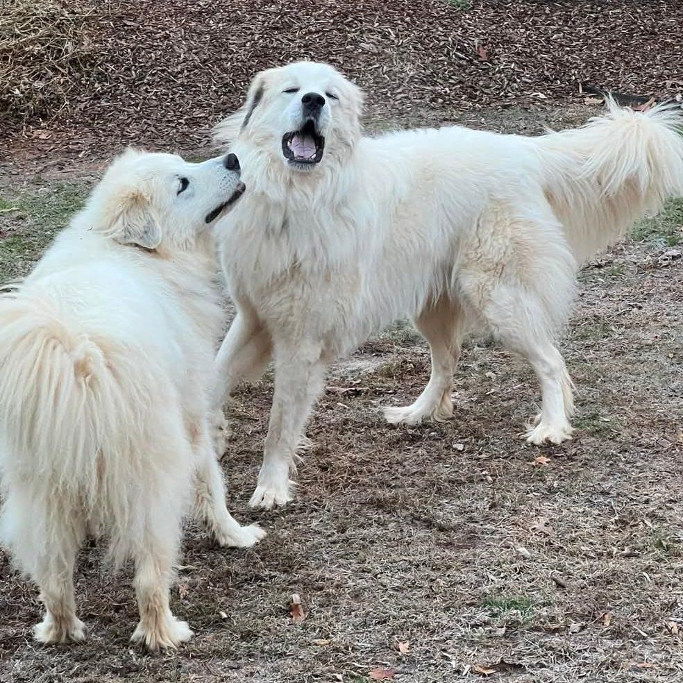 Enlarge Perrin, a Adoptable Great Pyrenees in Atlanta, GA image 6/6