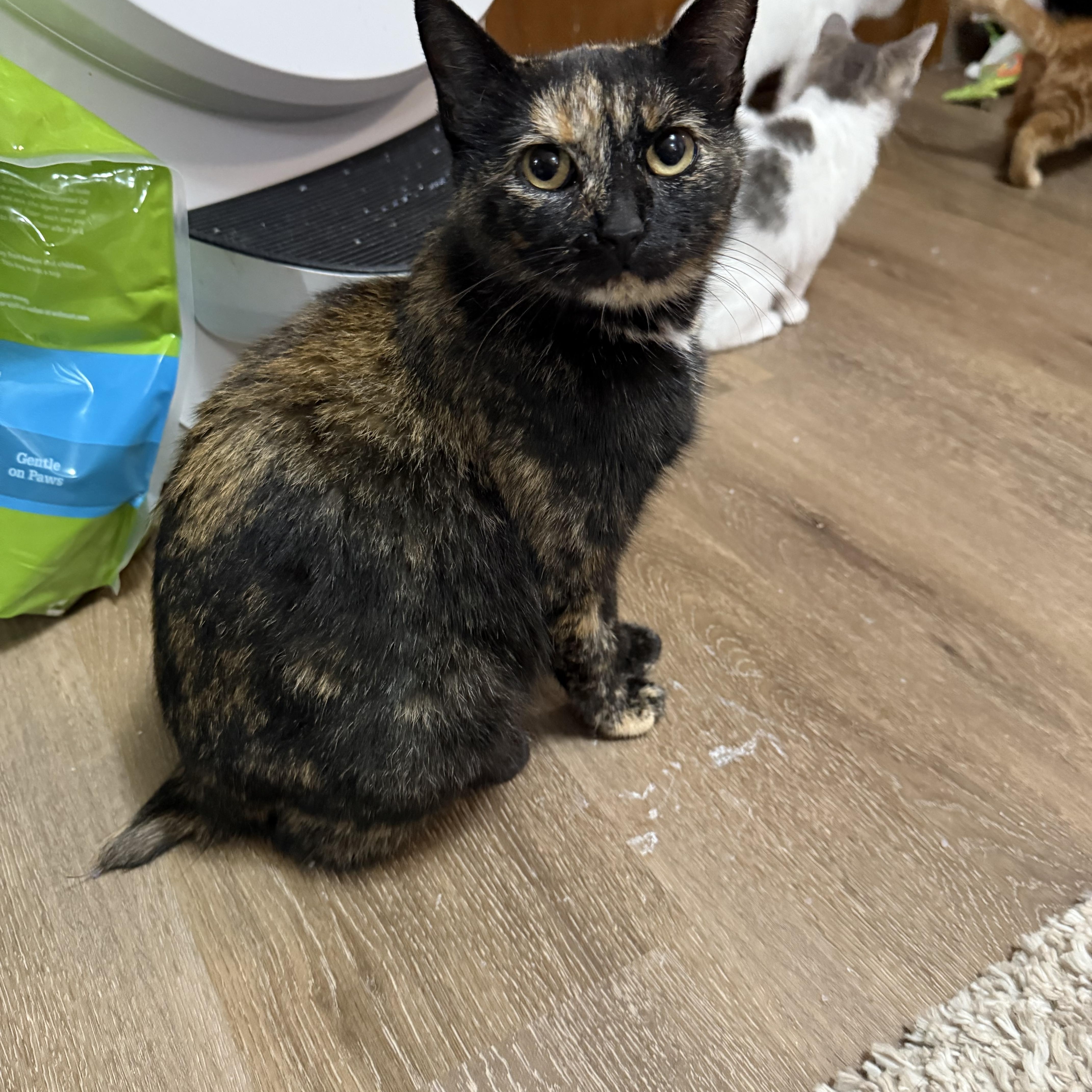 Torti Mom, Adoptable, Young Female American Shorthair.
