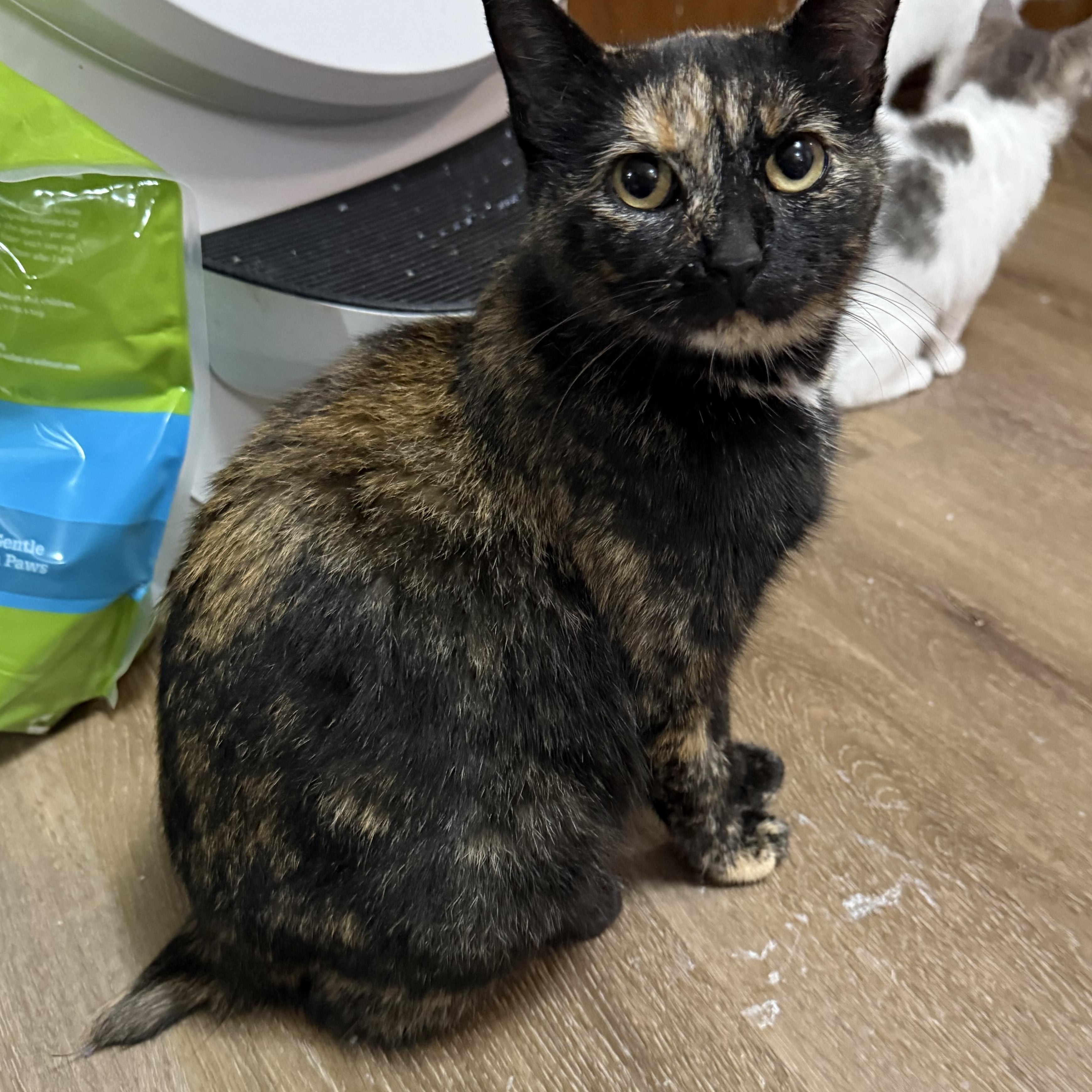 Torti Mom, a Adoptable mixed breed in Ellington, MO image 2/3
