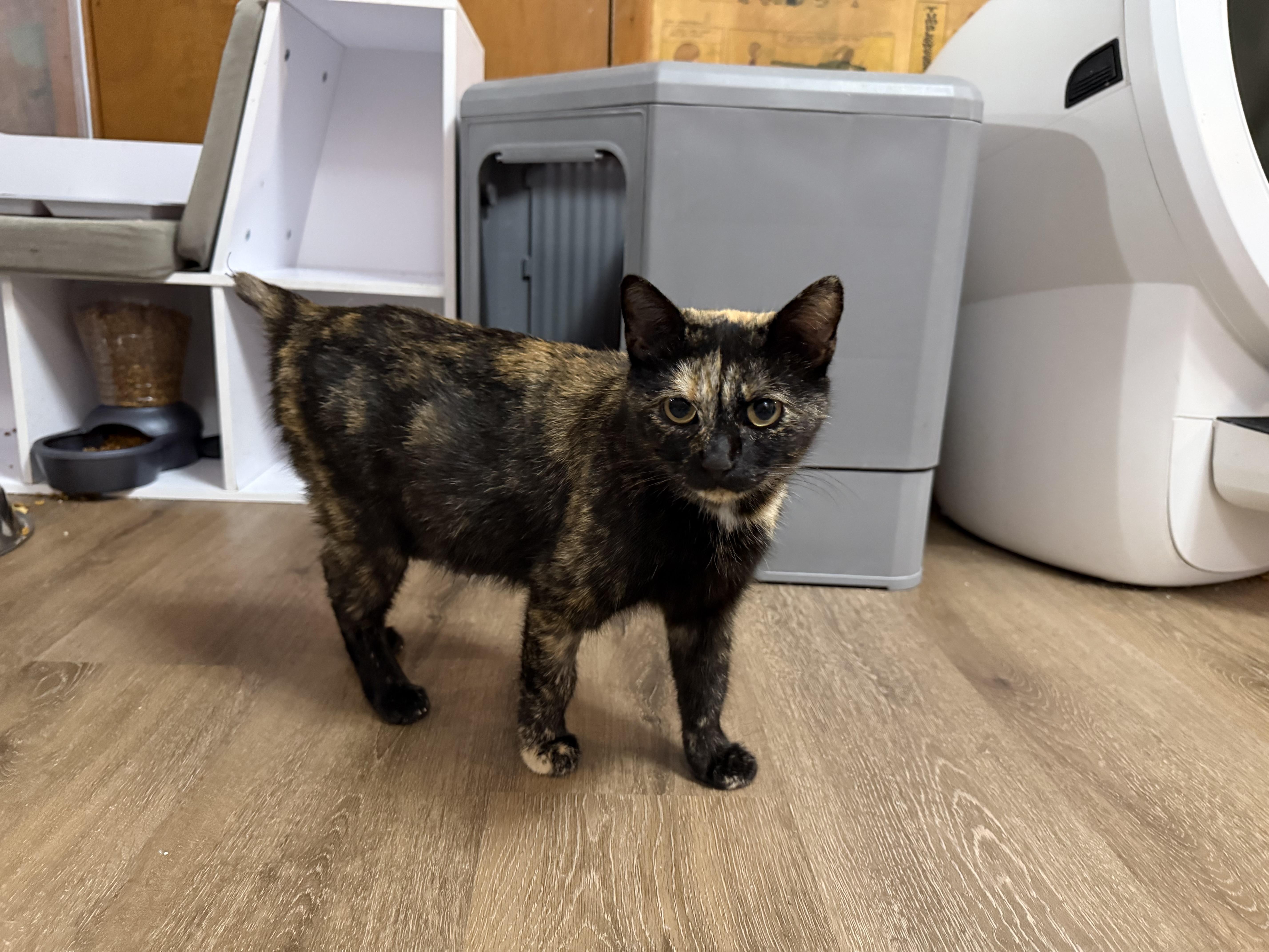 Torti Mom, a Adoptable mixed breed in Ellington, MO image 3/3