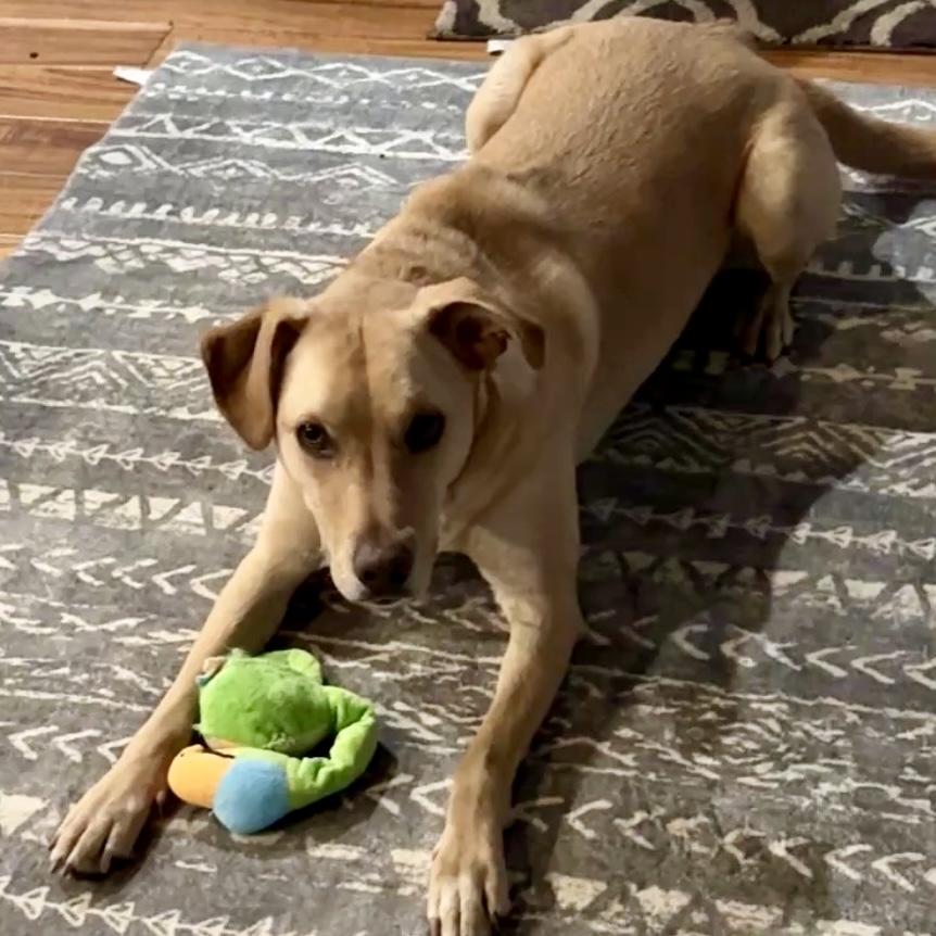 Enlarge Jake, a ADOPTABLE mixed breed in Libertyville, IL image 5/6