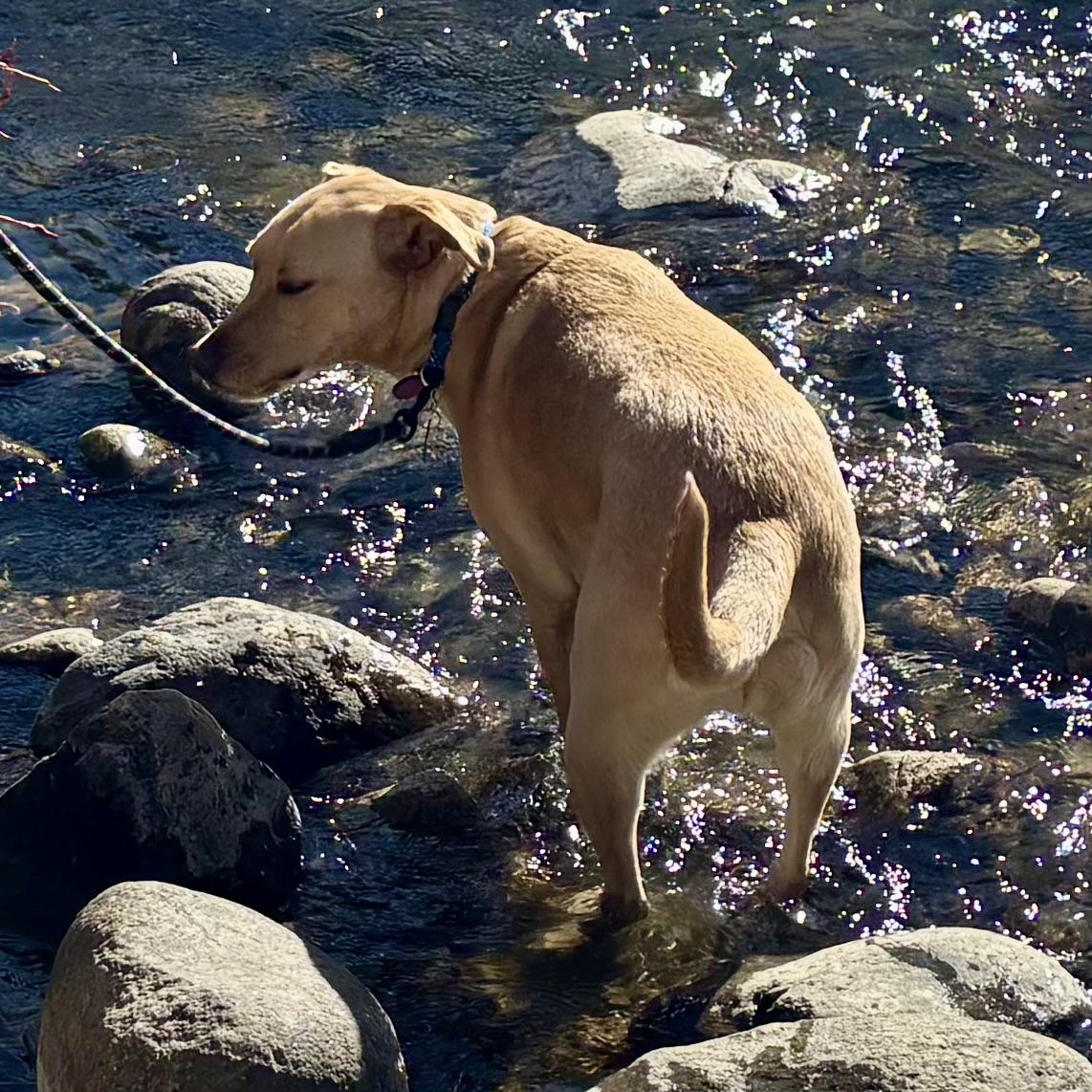 Enlarge Jake, a ADOPTABLE mixed breed in Libertyville, IL image 4/6