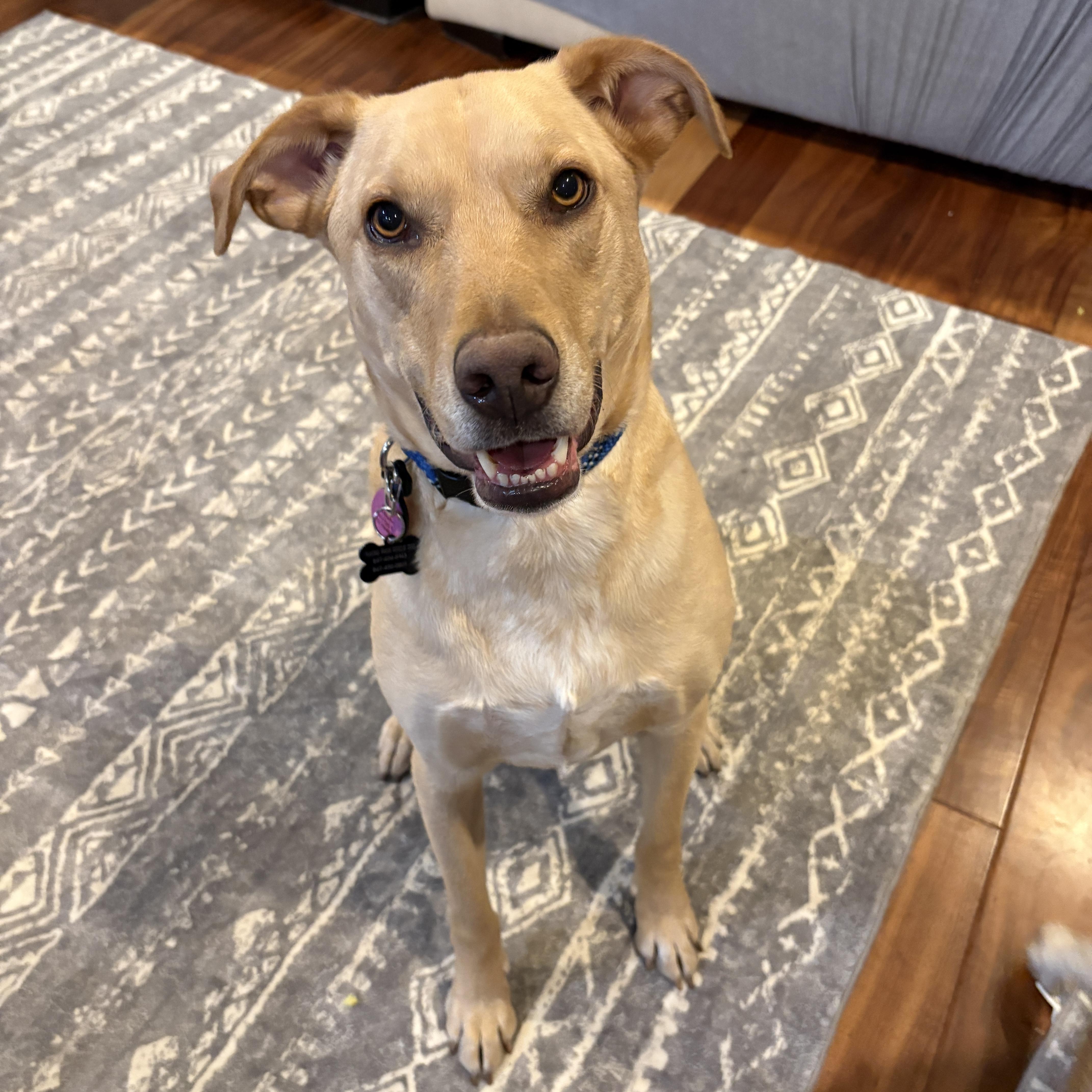 Enlarge Jake, a ADOPTABLE mixed breed in Libertyville, IL image 2/6