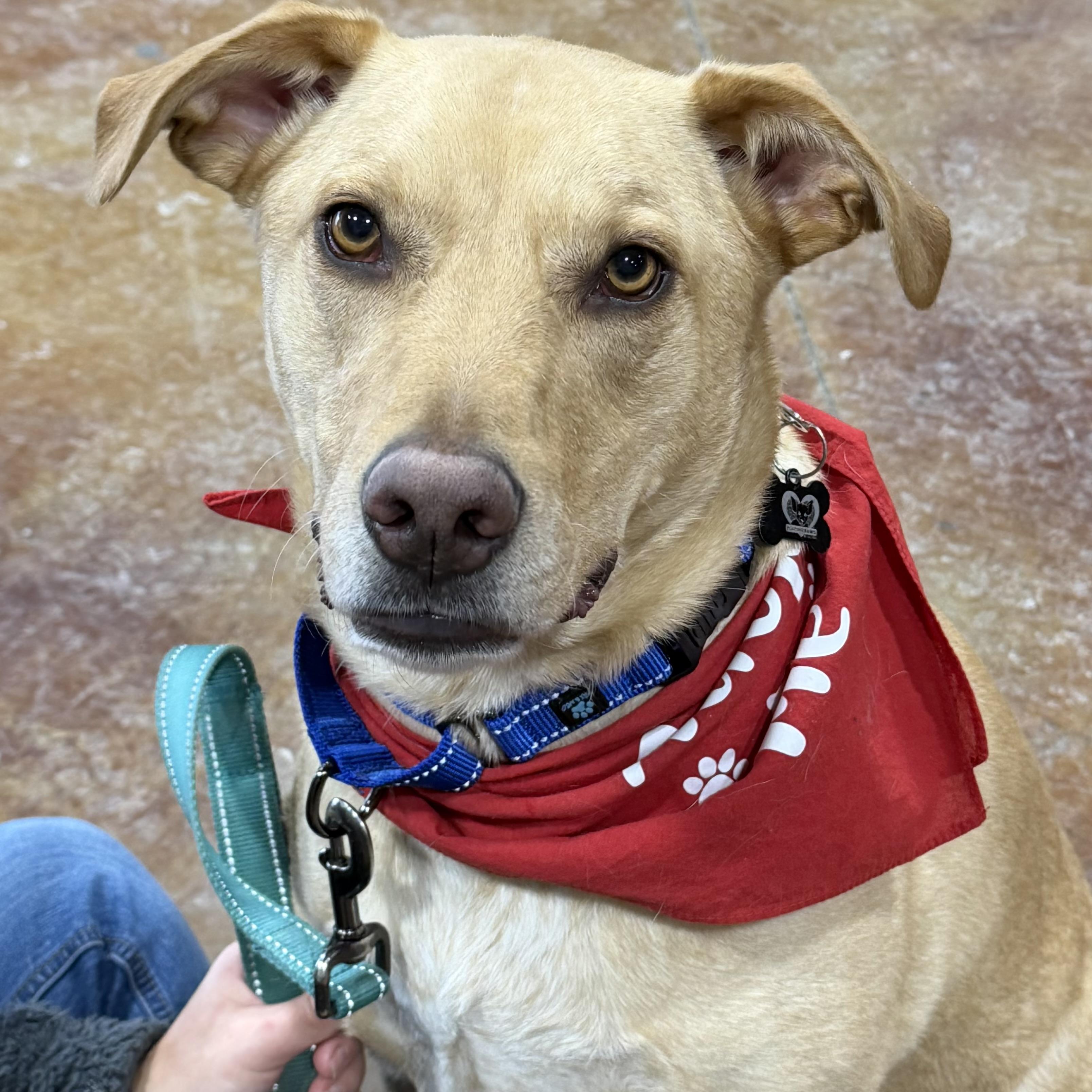 Jake, ADOPTABLE, Adult Male Labrador Retriever.