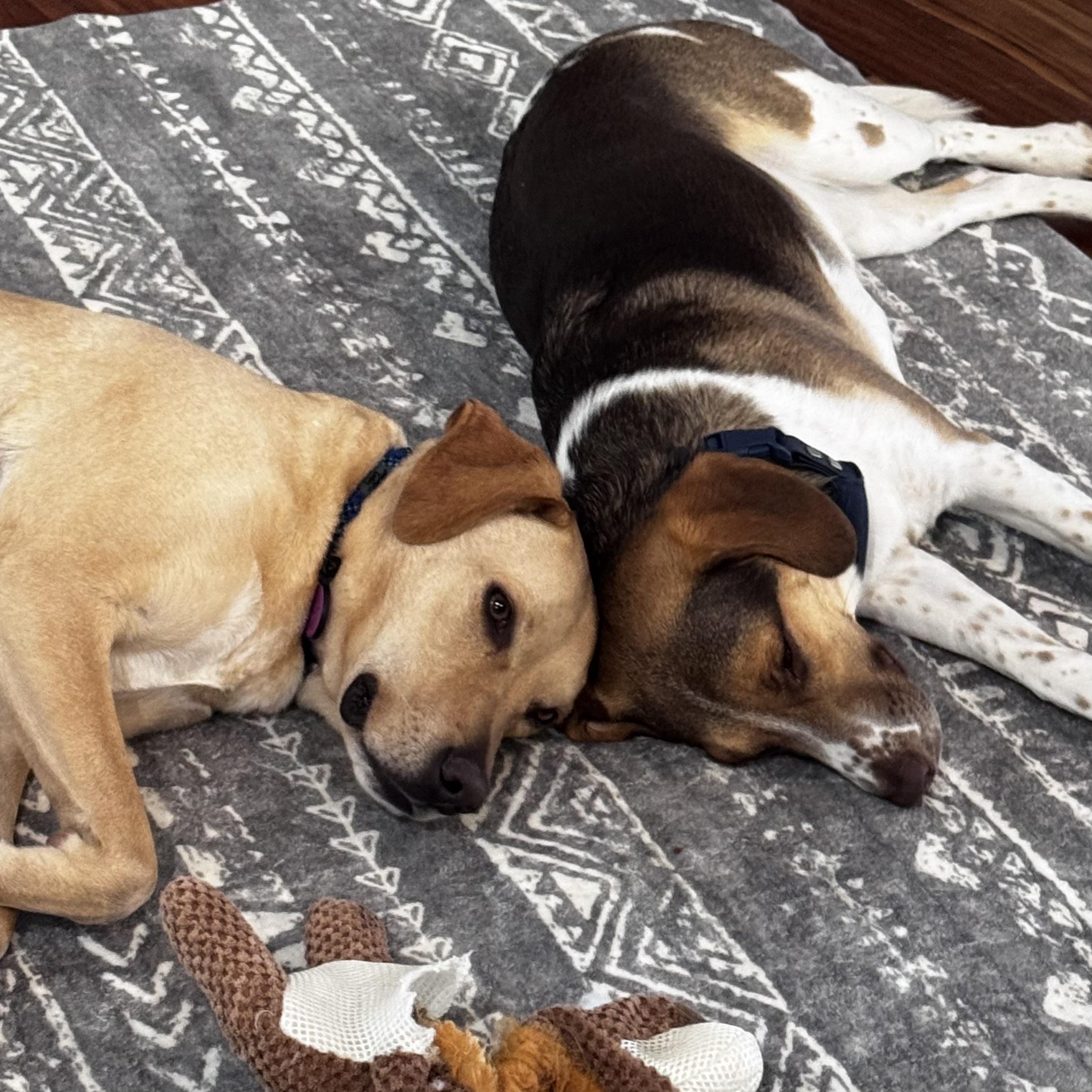 Enlarge Jake, a ADOPTABLE mixed breed in Libertyville, IL image 3/6