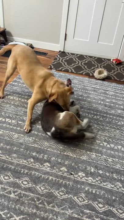 Enlarge Jake, a ADOPTABLE mixed breed in Libertyville, IL video 6/6