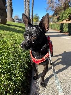 Charlie, adopted, Young Male Chihuahua.