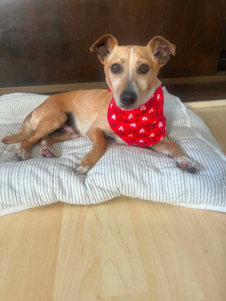 Gabriel, a Adoptable mixed breed in Cortez, CO image 2/5