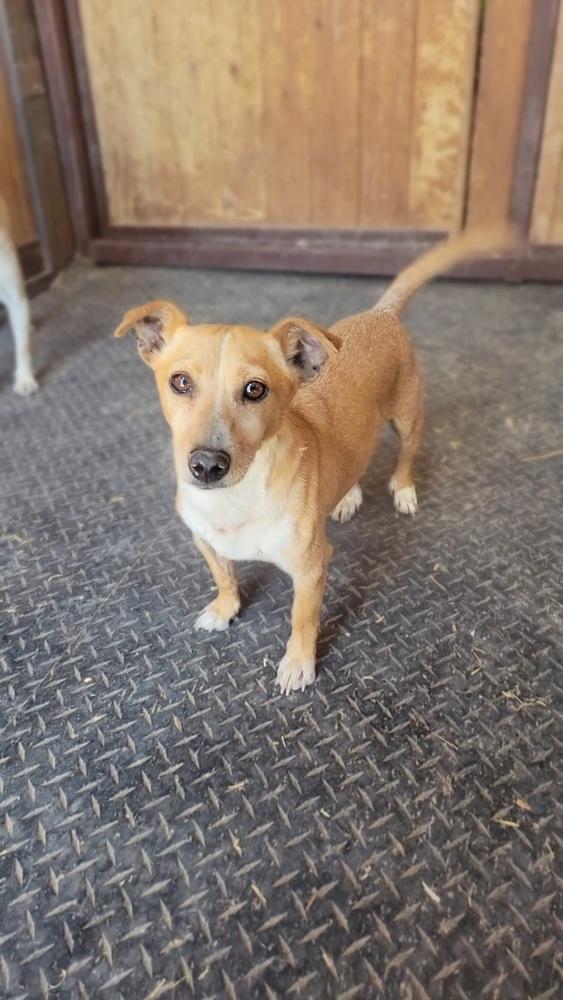 Gabriel, a Adoptable mixed breed in Cortez, CO image 4/5
