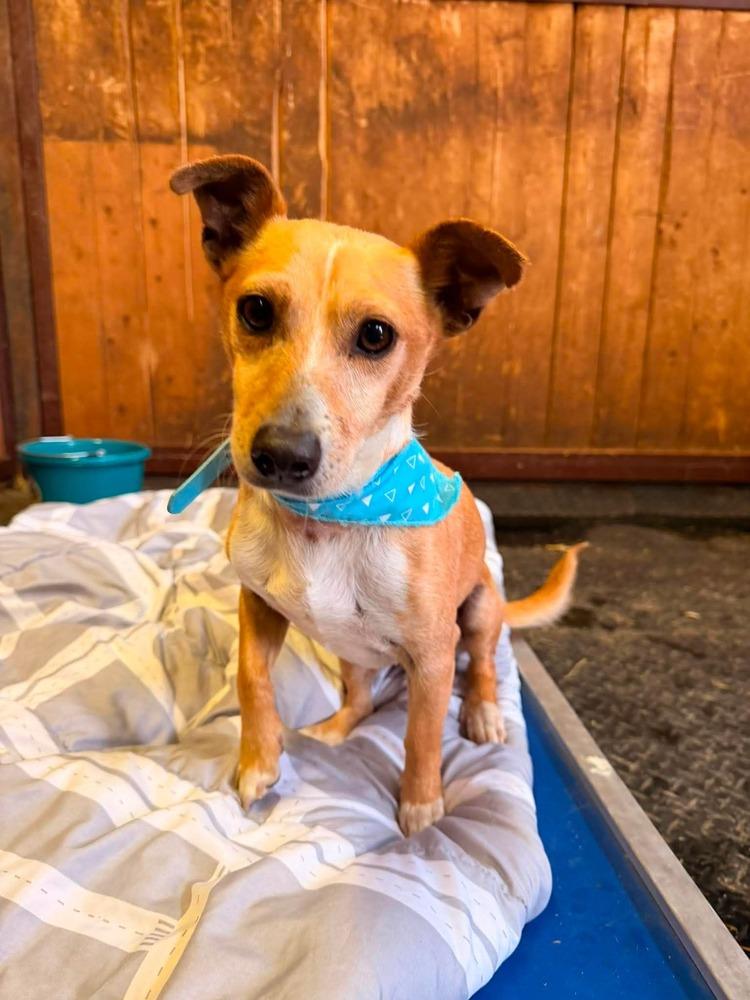 Gabriel, a Adoptable mixed breed in Cortez, CO image 5/5