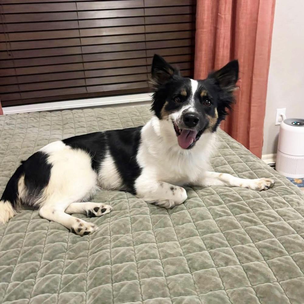 Enlarge Tawney, a Adoptable mixed breed in Shawnee, OK image 2/5