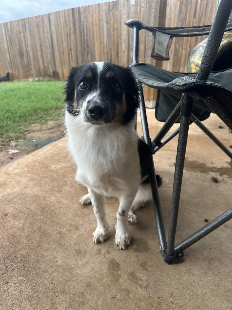 Enlarge Tawney, a Adoptable mixed breed in Shawnee, OK image 4/5