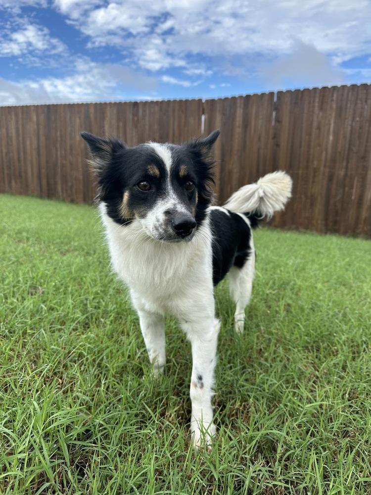 Enlarge Tawney, a Adoptable mixed breed in Shawnee, OK image 5/5