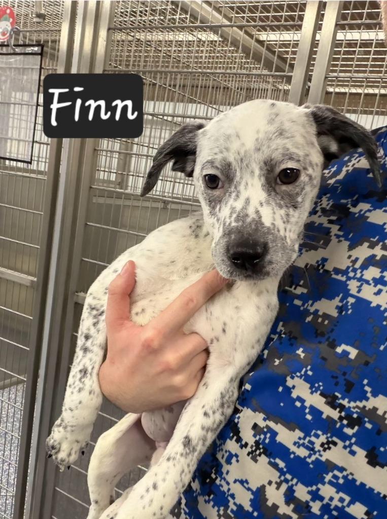 Finn, Adoptable, Puppy Male Cattle Dog.