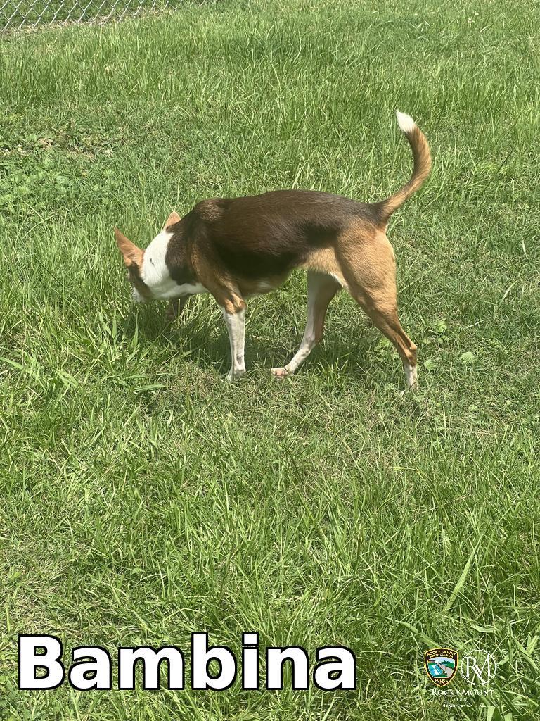 Bambina, Adoptable, Adult Female Pit Bull Terrier & Jack Russell Terrier.