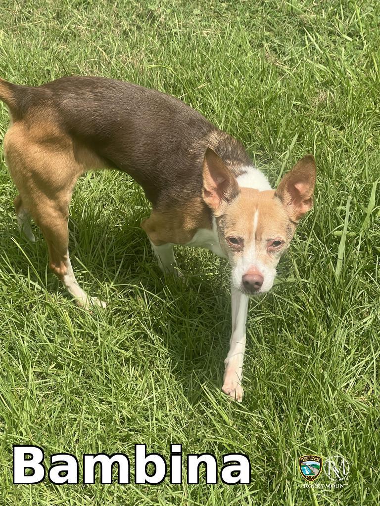 Bambina, a Adoptable mixed breed in Rocky Mount, NC image 2/2