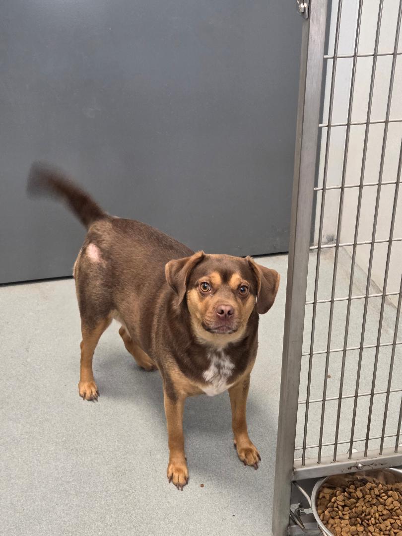 Enlarge Dolly, a ADOPTABLE mixed breed in Jefferson, IA image 1/1