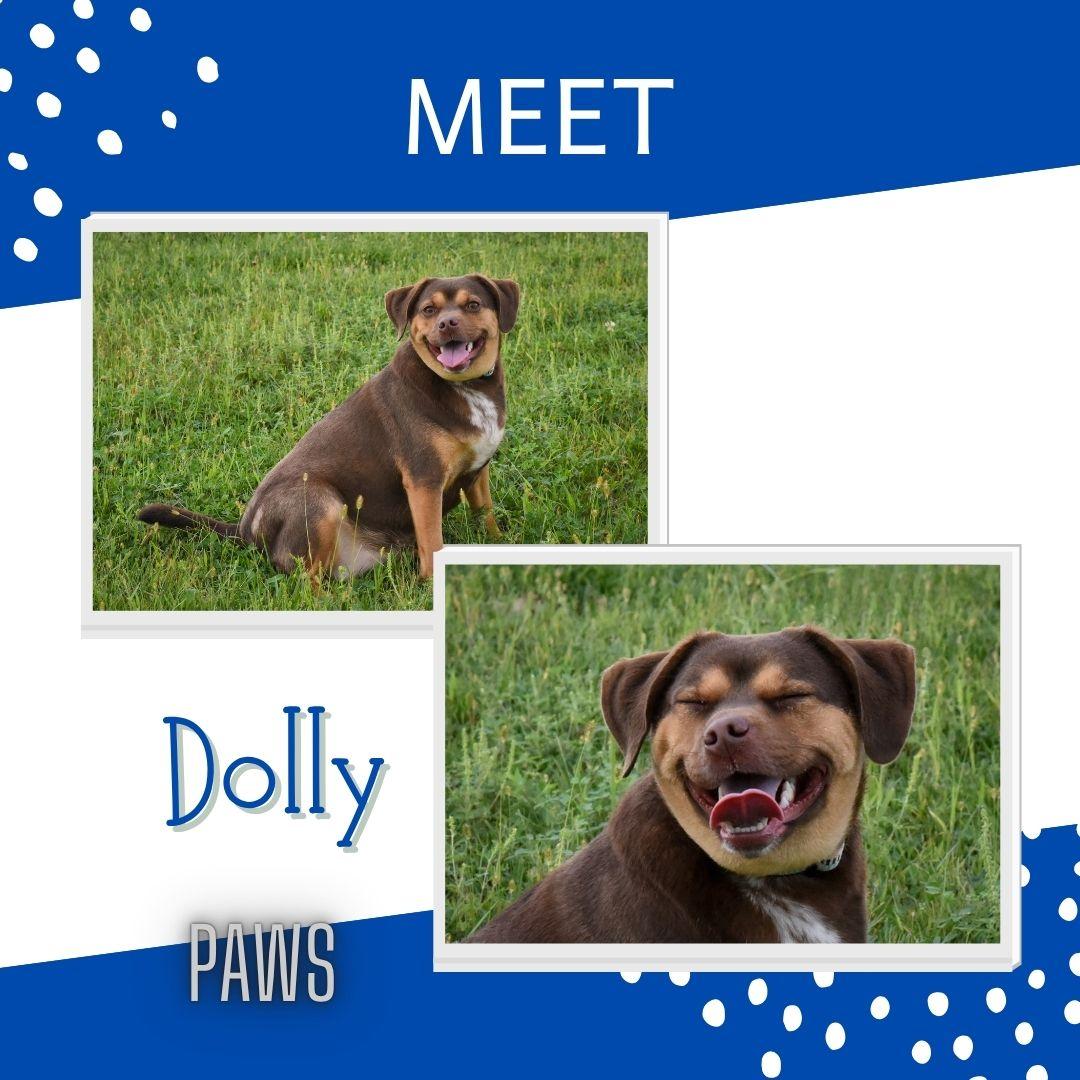 Dolly, Adoptable, Adult Female Beagle.