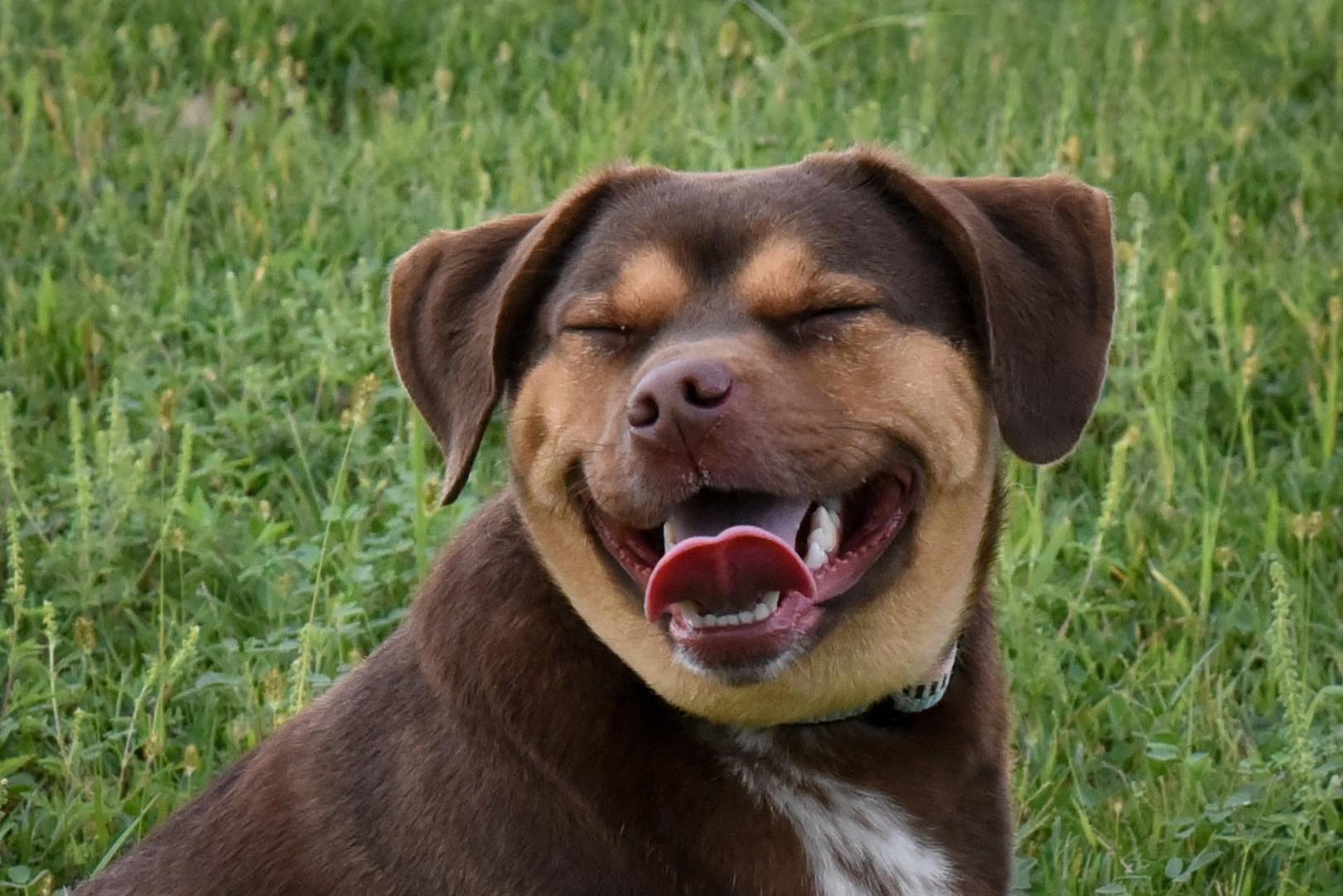 Enlarge Dolly, a Adoptable mixed breed in Jefferson, IA image 2/3