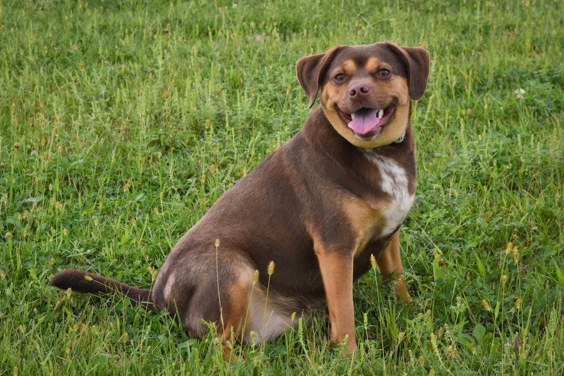 Enlarge Dolly, a Adoptable mixed breed in Jefferson, IA image 3/3