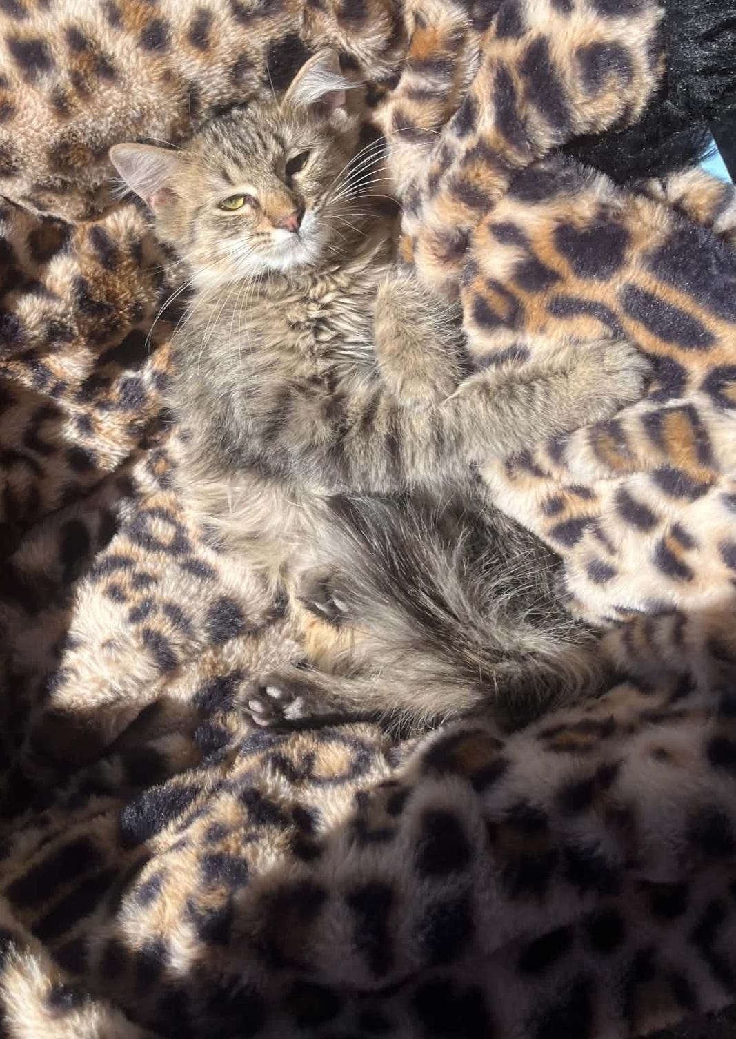 Sassy, ADOPTABLE, Young Female Domestic Long Hair.