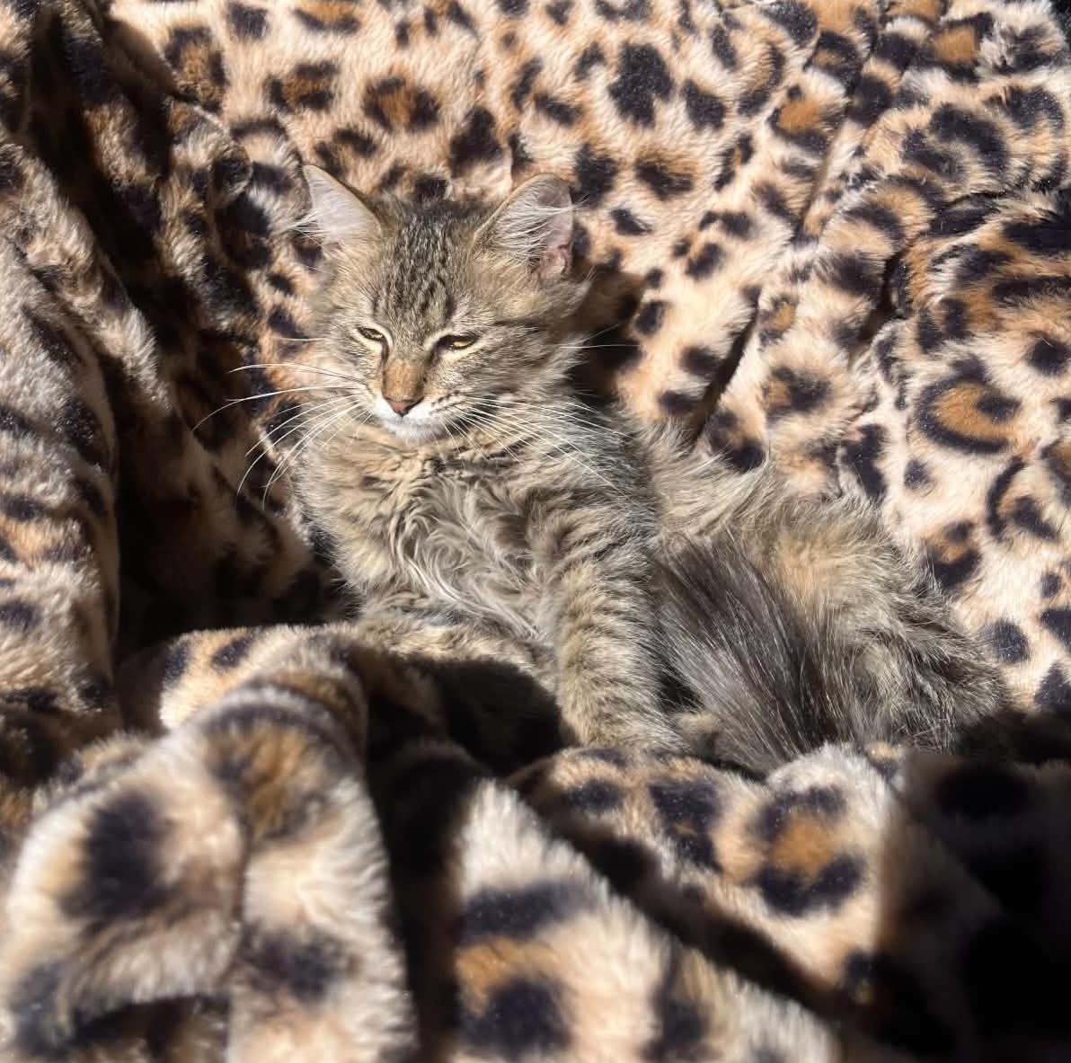 Enlarge Sassy, a ADOPTABLE Domestic Long Hair in Susanville, CA image 2/2