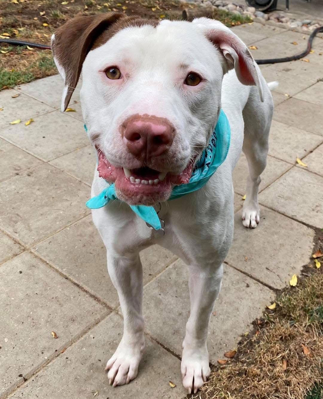 Josh, a Adoptable Pit Bull Terrier in Redlands, CA image 2/3